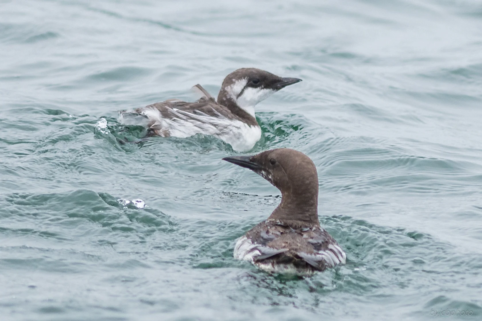 Common Murre (Uria aalge)