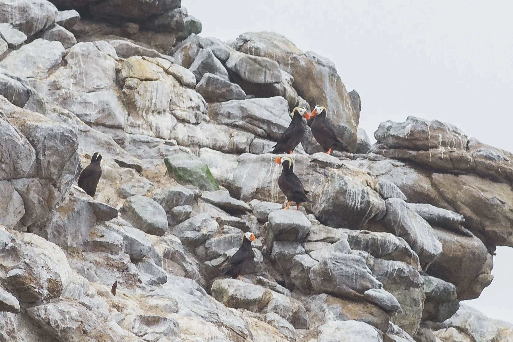 Tufted Puffin (Fratercula cirrhata) on SE Farallon Island