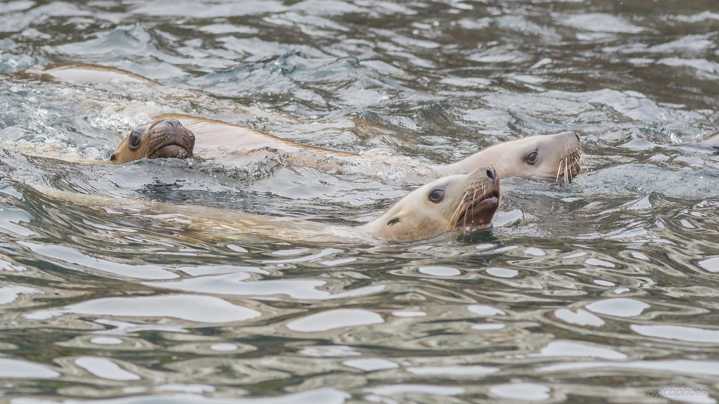 California Sealion (Zalophus californianus)