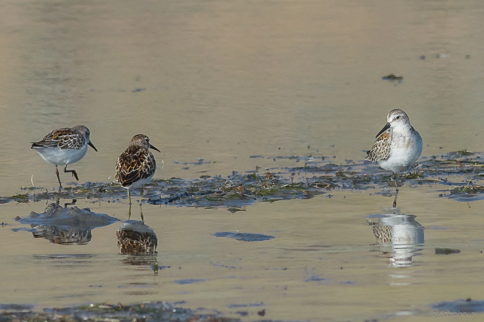 Least with Western Sandpiper Settings: 450 mm (eqiv), 1/1600s, f/5.6, ISO500, +1/3EV