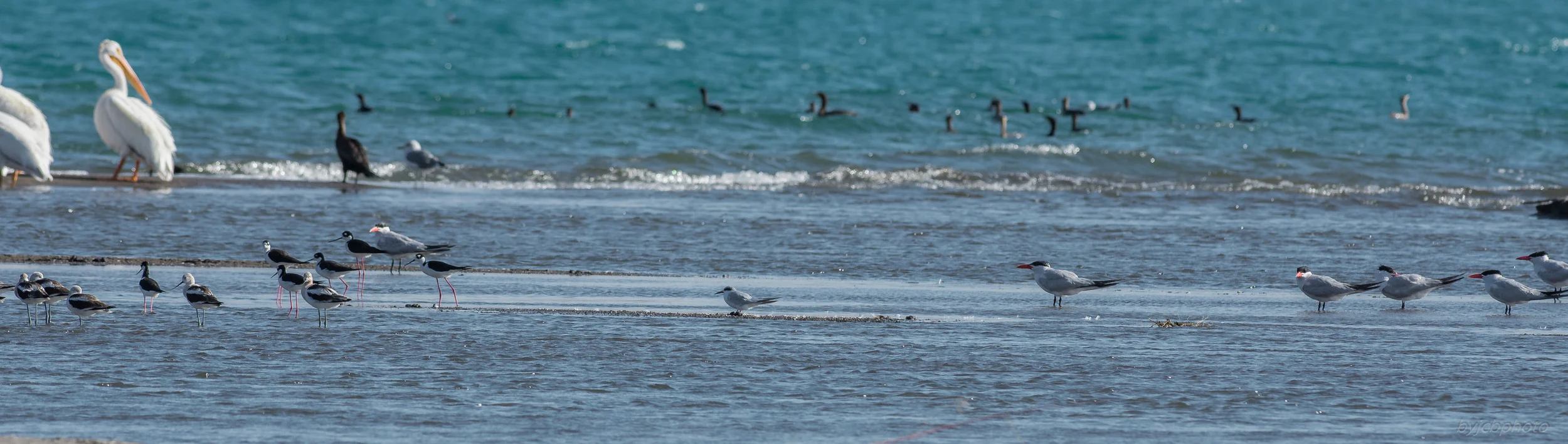 Hangout on the Delta BeachSettings: 450 mm (eqiv), 1/1600s, f/5.6, ISO360, +1/3EV