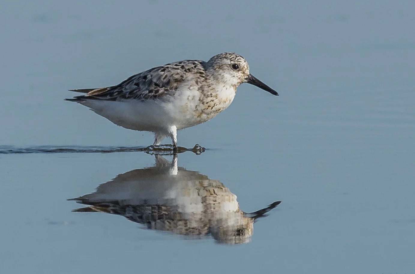 Photo of the Week 39: Sanderling (Calidris alba) Pyramid Lake Delta, WAS (NV) EQ: D7200, 300mm f/2.8 Taken: 8-17-2016 at 8:16a Settings: 450 mm (35mm eqiv), 1/1600s, f/5.6, ISO320, +1/3EV Conditions: Sunny