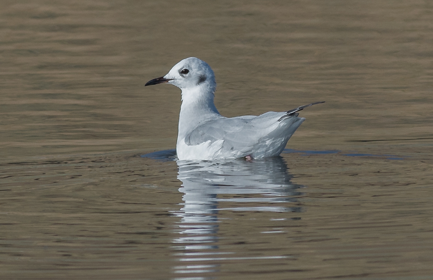 Bonaparte's Gull (Chroicocephalus philadelphia) Settings: 450 mm (eqiv), 1/1600s, f/5.6, ISO360, +1/3EV