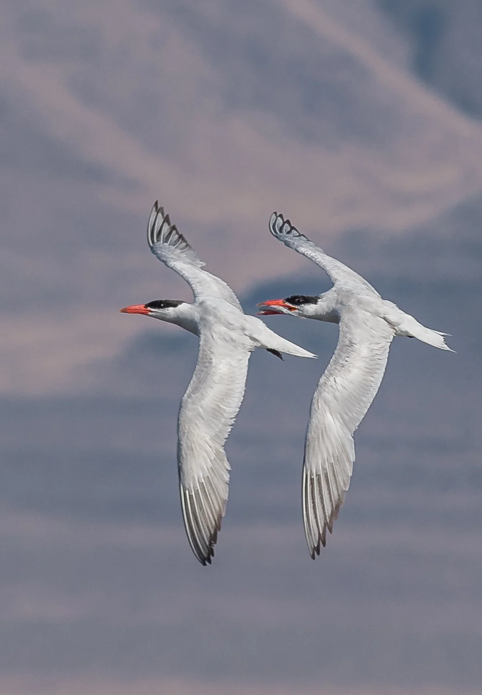 Caspian Terns pair in FlightSettings: 450 mm (eqiv), 1/1600s, f/5.6, ISO280, +1/3EV
