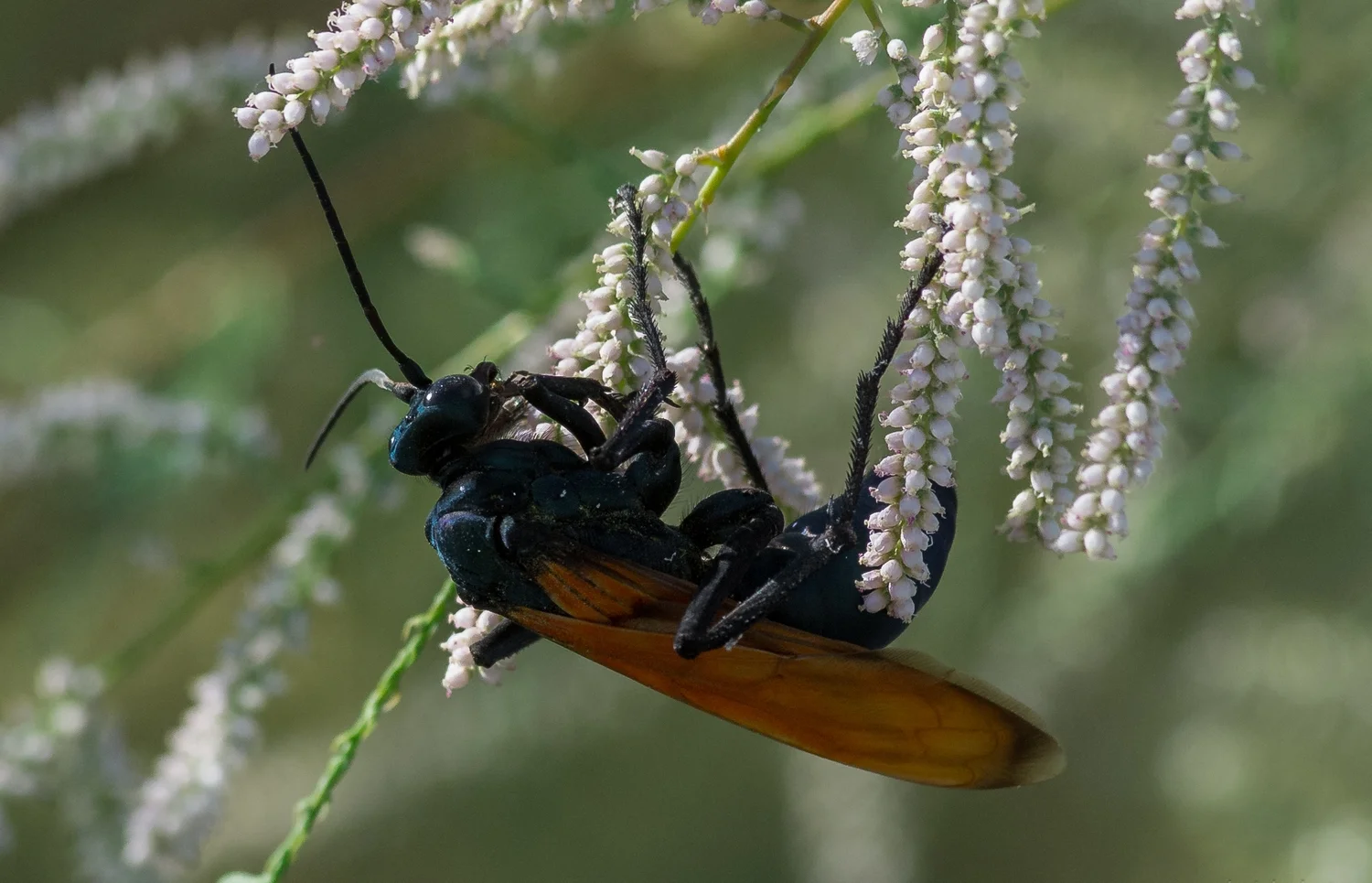 Tarantula Hawk Wasp (Calopompilus pyrrhomelas)Settings: 450 mm (eqiv), 1/1600s, f/5.6, ISO640, +1/3EV