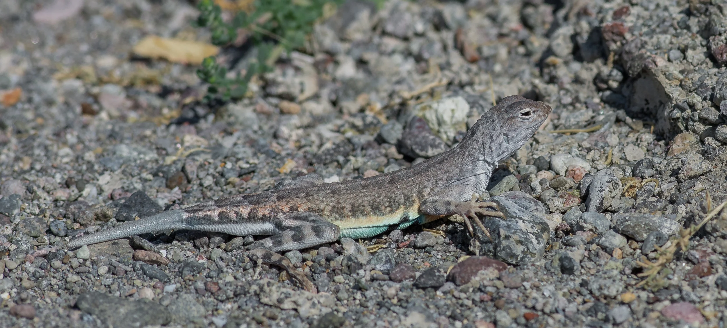 Zebra-tailed Lizard (Callisaurus draconoides) Settings: 450 mm (eqiv), 1/1600s, f/5.6, ISO640, +1/3EV