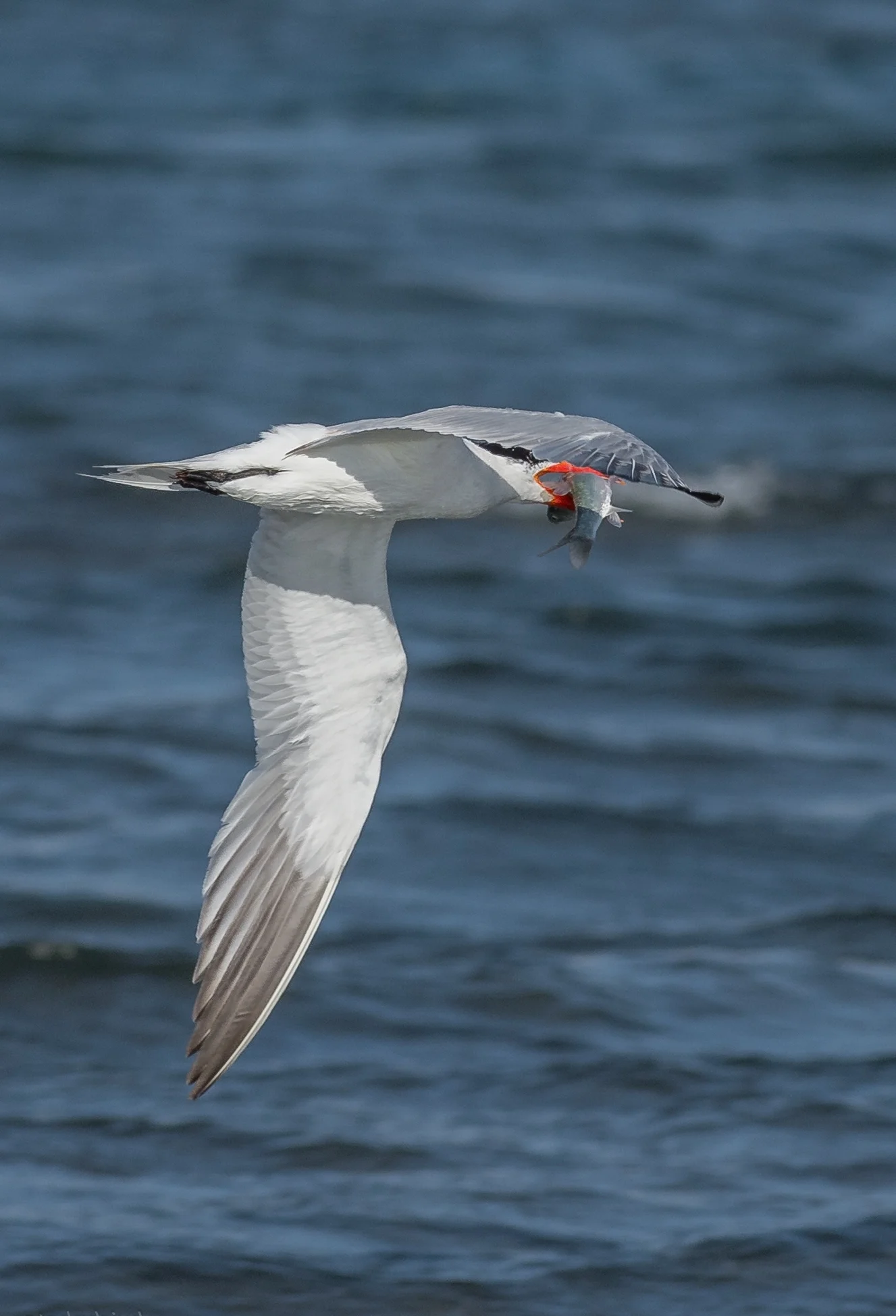 Caspian Tern (Hydroprogne caspia)Settings: 450 mm (eqiv), 1/1600s, f/5.6, ISO320, +1/3EV