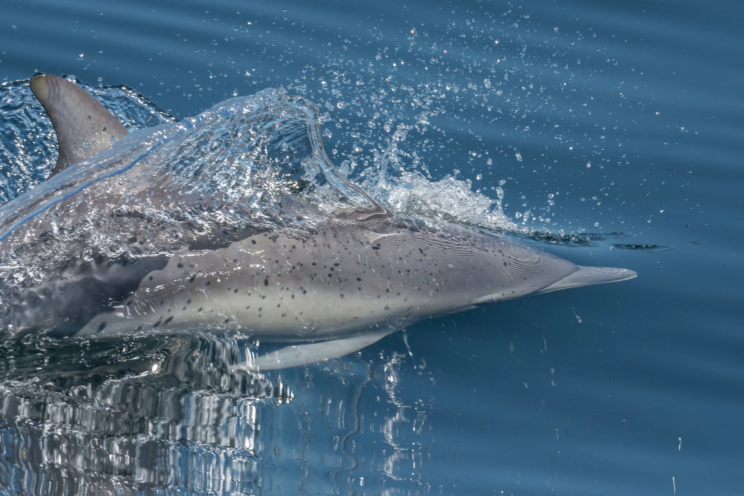 Photo of the Week 40: Common Dolphin (Delphinus capensis) Monterey Bay, MTY-SCZ (NV) EQ: D7200, 500mm f/4 Taken: 9-25-2016 at 13:25 Settings: 750 mm (35mm eqiv), 1/2000s, f/5.6, ISO400, +1/3EV Conditions: Sunny