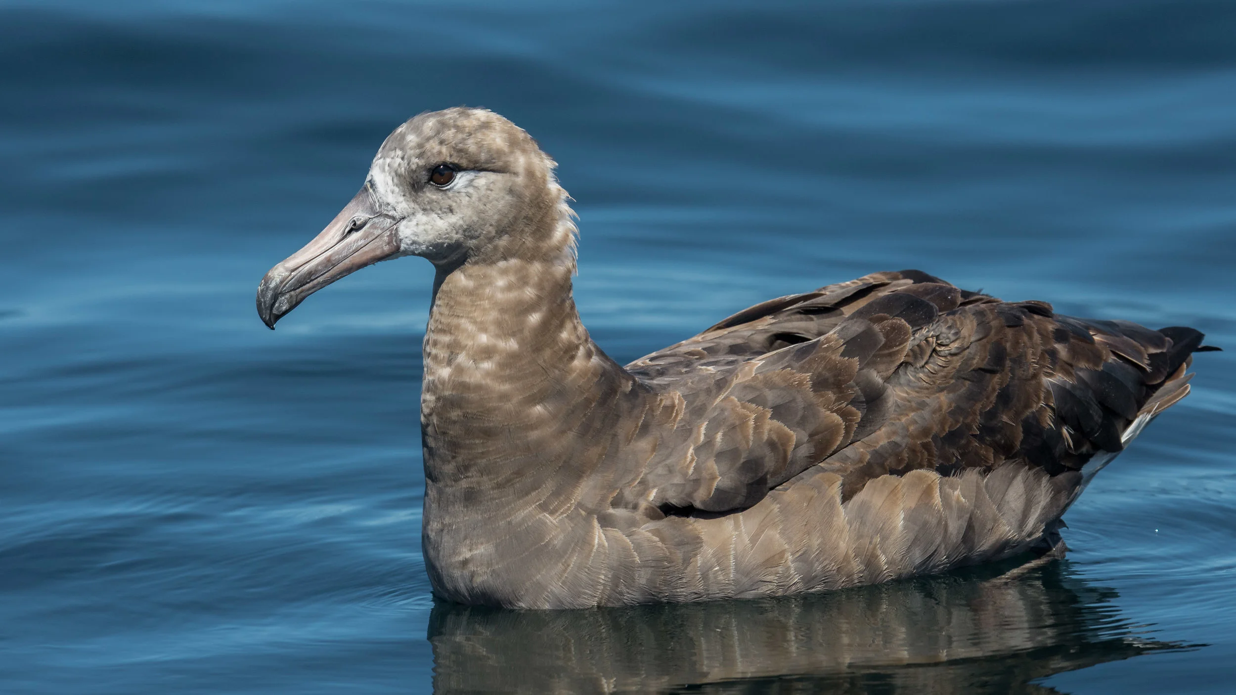  Black-footed Albatross (Phoebastria nigripes) Settings: 750 mm (eqiv), 1/2000s, f/5.6, ISO400, +1/3EV (12:58)