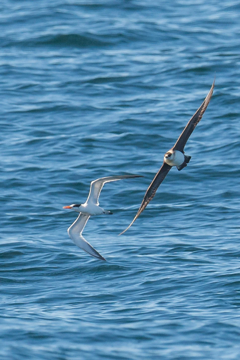 Pomarine Jaeger (Stercorarius pomarinus) Chase on Elegant Tern Settings: 750 mm (eqiv), 1/1600s, f/5.6, ISO32 0, +1/3EV (10:56a)