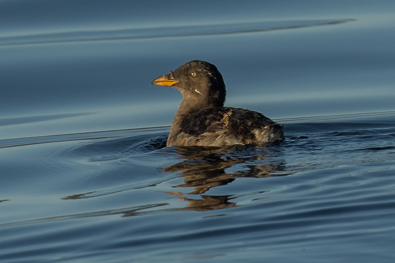 Rhinoceros Auklet (Cerorhinca monocerata) Settings: 750 mm (eqiv), 1/1000s, f/5.0, ISO20 0, +1/3EV (7:49a)