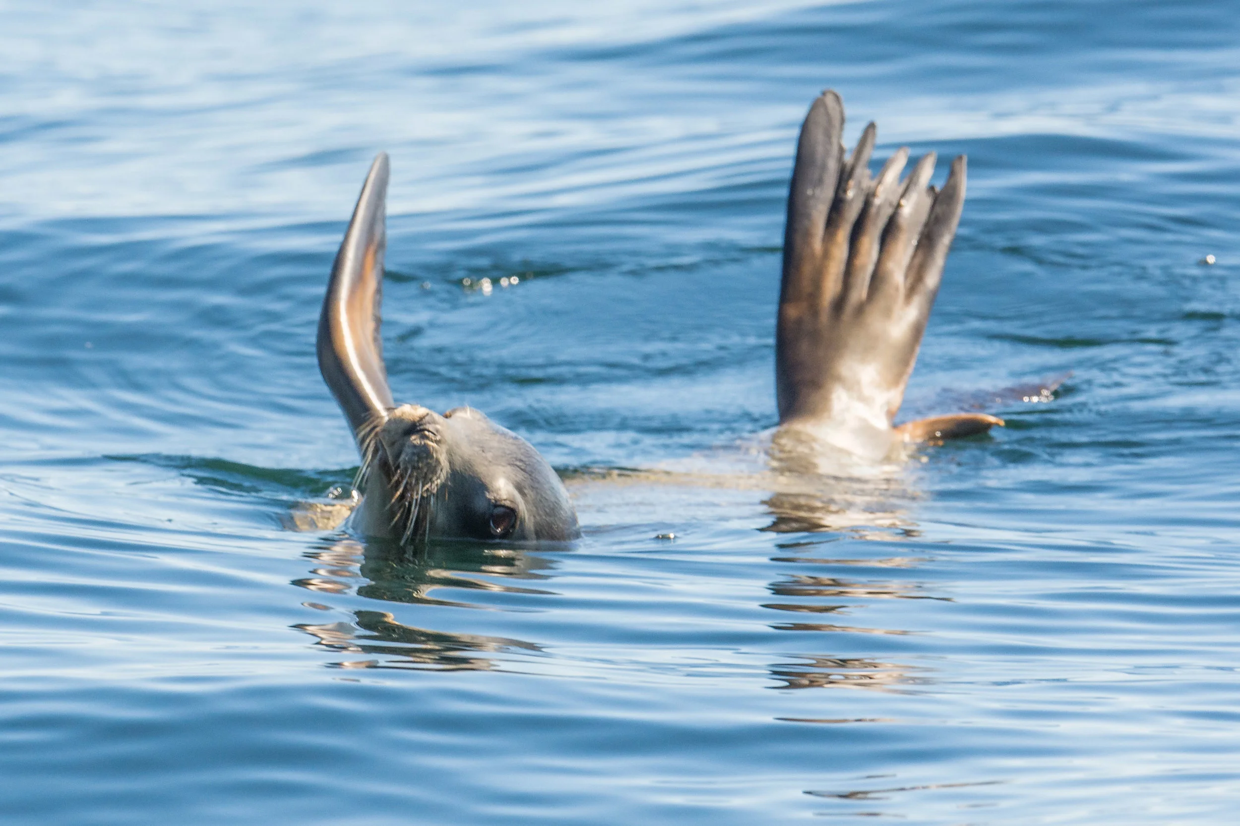 California Sealion (Zalophus californianus) Settings: 750 mm (eqiv), 1/1600s, f/5.6, ISO40 0, +1/3EV (12:39)