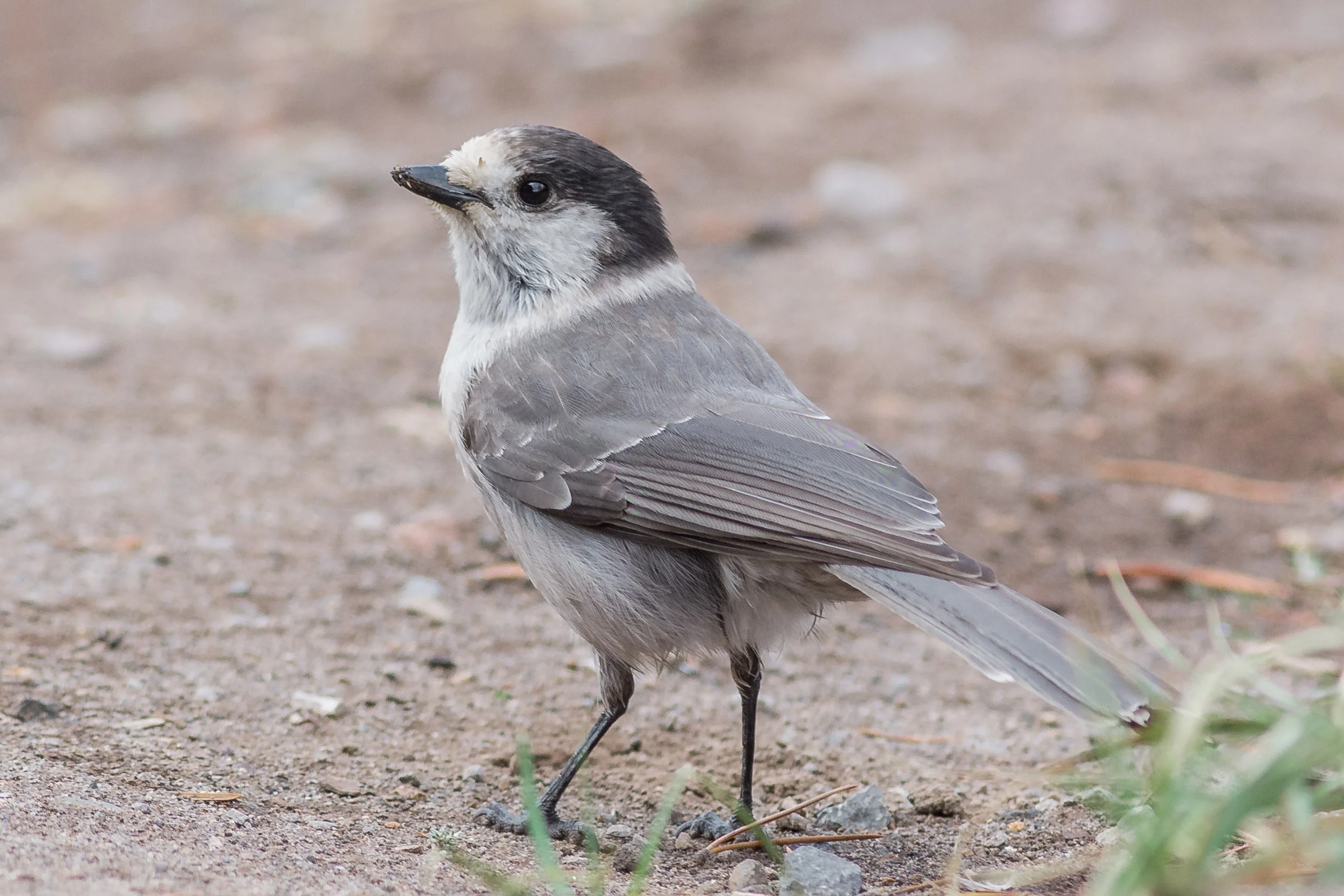 Photo of the Week 41: Gray Jay (Perisoreus canadensis) - Crater Lake NP , Klamath Co. (OR) EQ: D7200, 300mm f/2.8 Taken: 10-1-2016 at 13:08 Settings: 450 mm (35mm eqiv), 1/1000s, f/3.5, ISO500, +1/3EV Conditions: Foggy light drizzle
