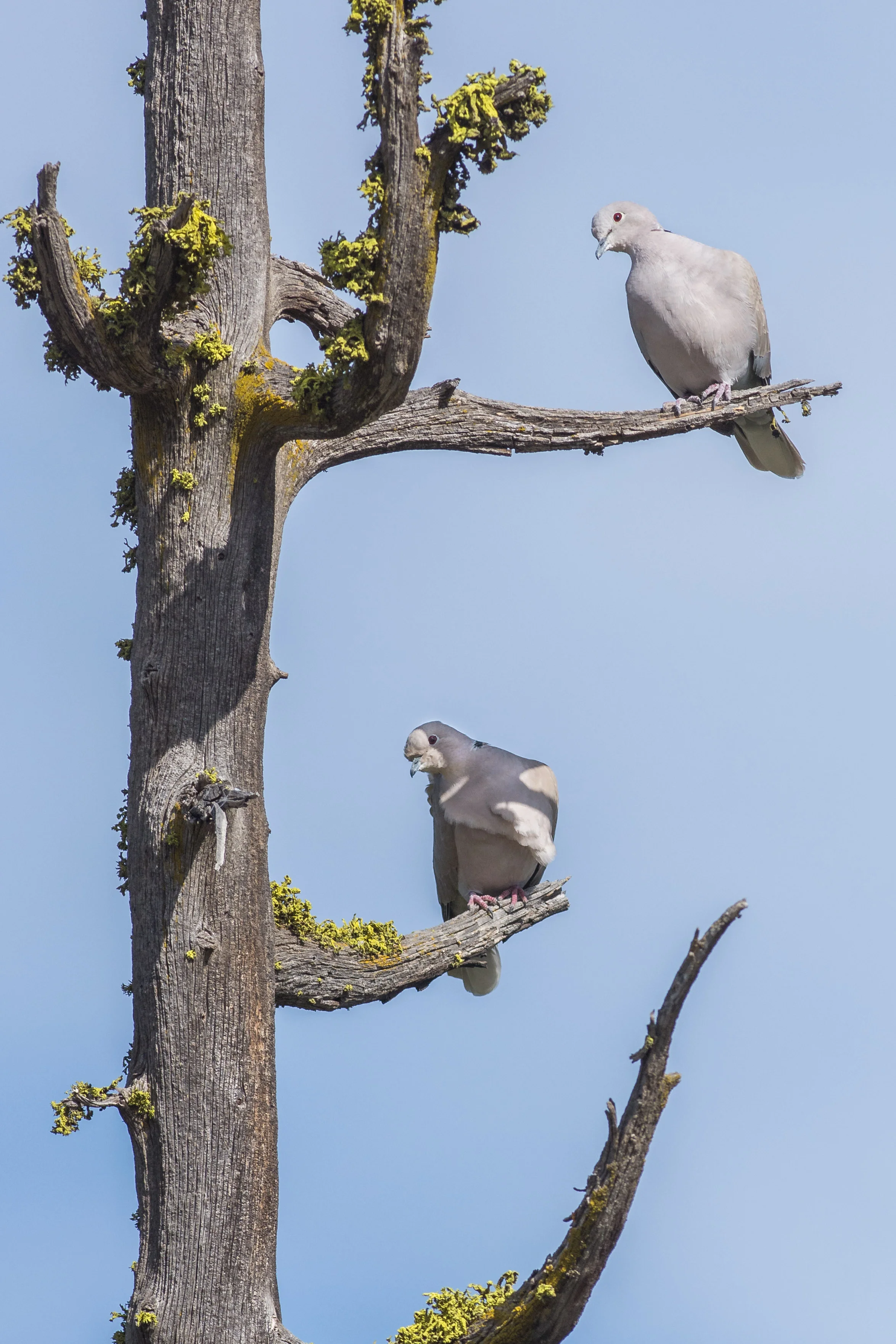 Eurasian Collared Dove (Streptopelia decaocto) - Sawyer Park, Deschutes Co. (OR) EQ: D7200, 300mm f/2.8 Taken: 10-1-2016 at 13:08 Settings: 450 mm (35mm eqiv), 1/2000s, f/5.6, ISO250, +1/3EV Conditions: Sunny