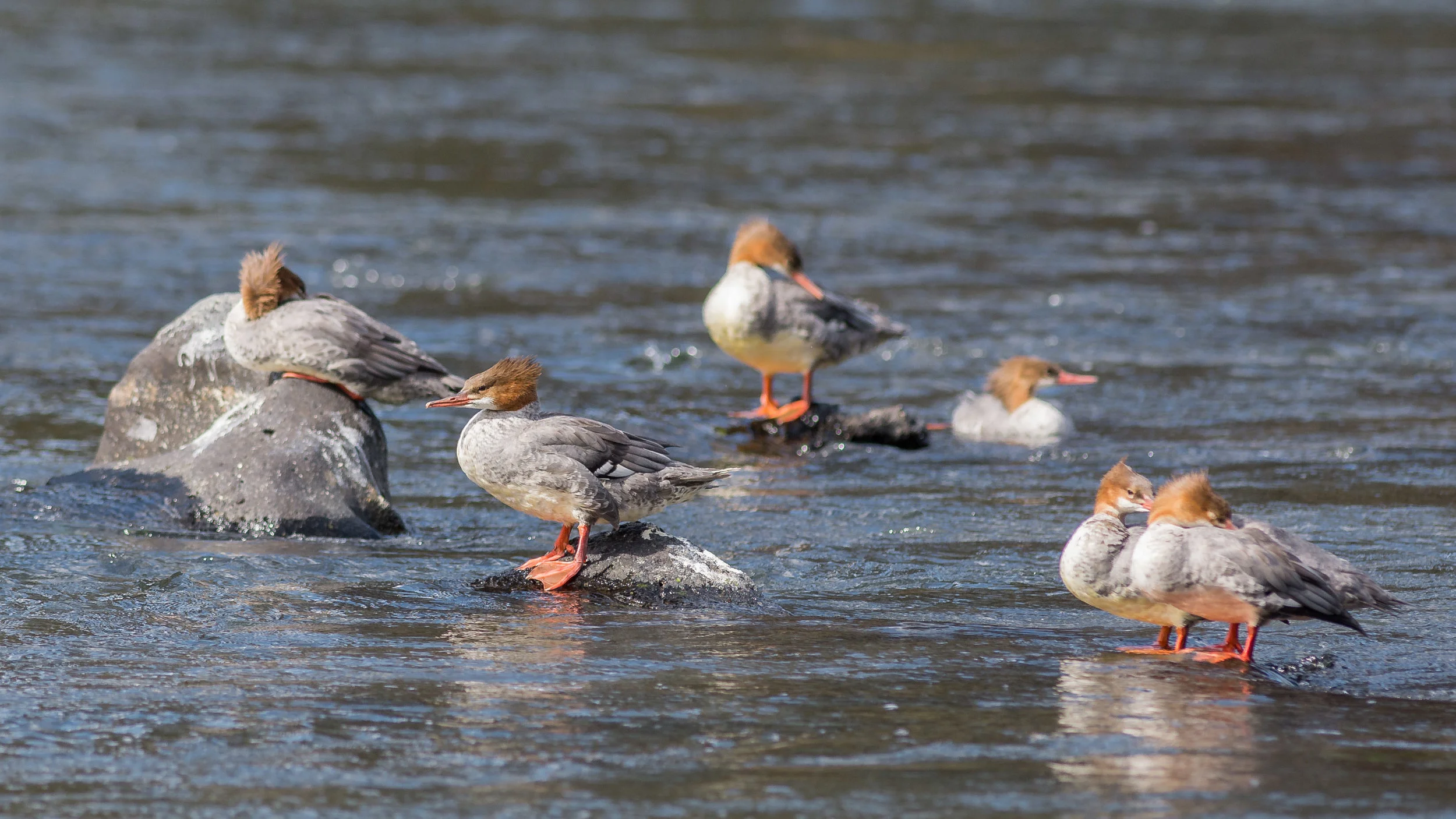 Common Merganser (Mergus merganser) - Farwell Bend Park, Deschutes Co. (OR) EQ: D7200, 300mm f/2.8 Taken: 9-30-2016 at 13:18 Settings: 450 mm (35mm eqiv), 1/1000s, f/3.5, ISO250, +1/3EV Conditions: Sunny