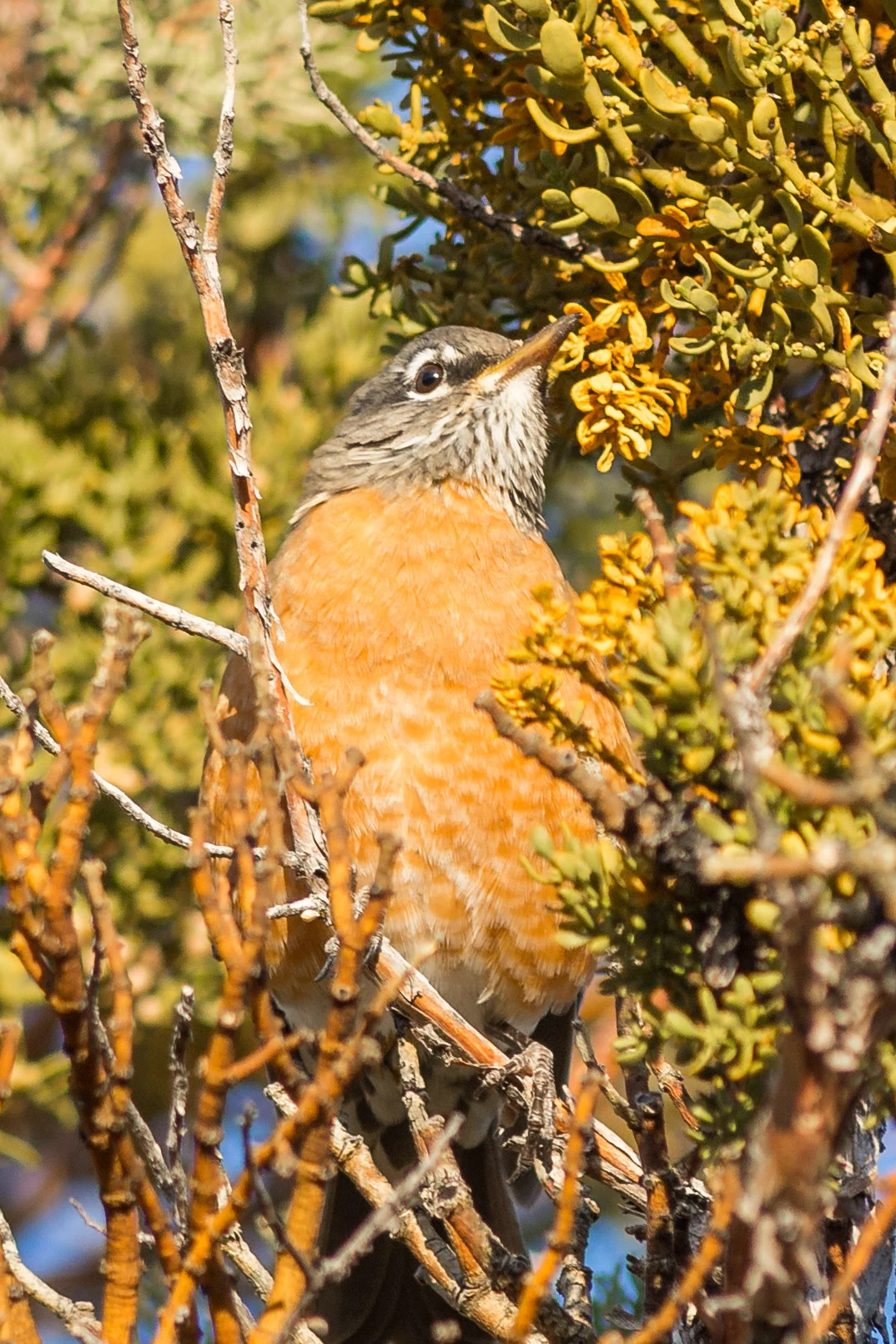 American Robin (Turdus migratorius) - Lava Beds NM, Siskiyou Co. (CA) EQ: D7200, 300mm f/2.8 Taken: 10-2-2016 at 7:48 Settings: 450 mm (35mm eqiv), 1/1000s, f/3.5, ISO250, +1/3EV Conditions: Sunny
