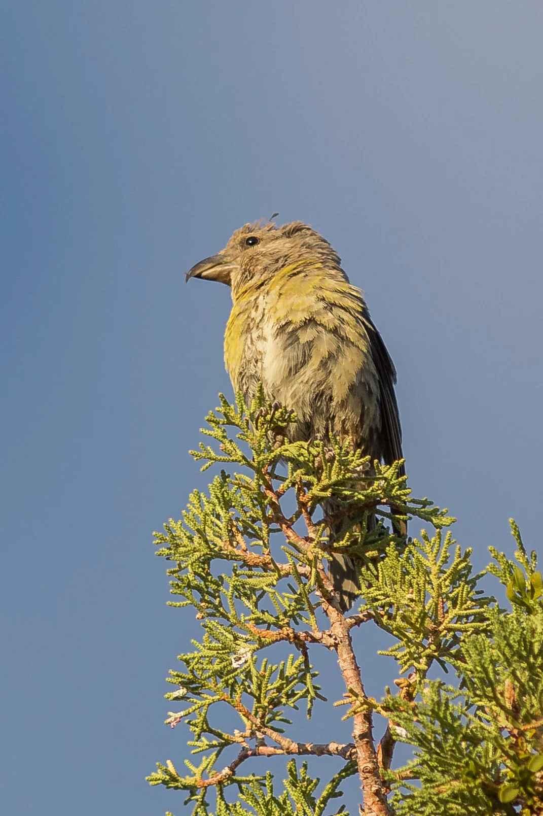 Red Crossbill, female (Loxia curvirostra) - Lava Beds NM, Siskiyou Co. (CA) EQ: D7200, 300mm f/2.8 Taken: 10-2-2016 at 7:43 Settings: 450 mm (35mm eqiv), 1/1000s, f/3.5, ISO220, +1/3EV Conditions: Sunny