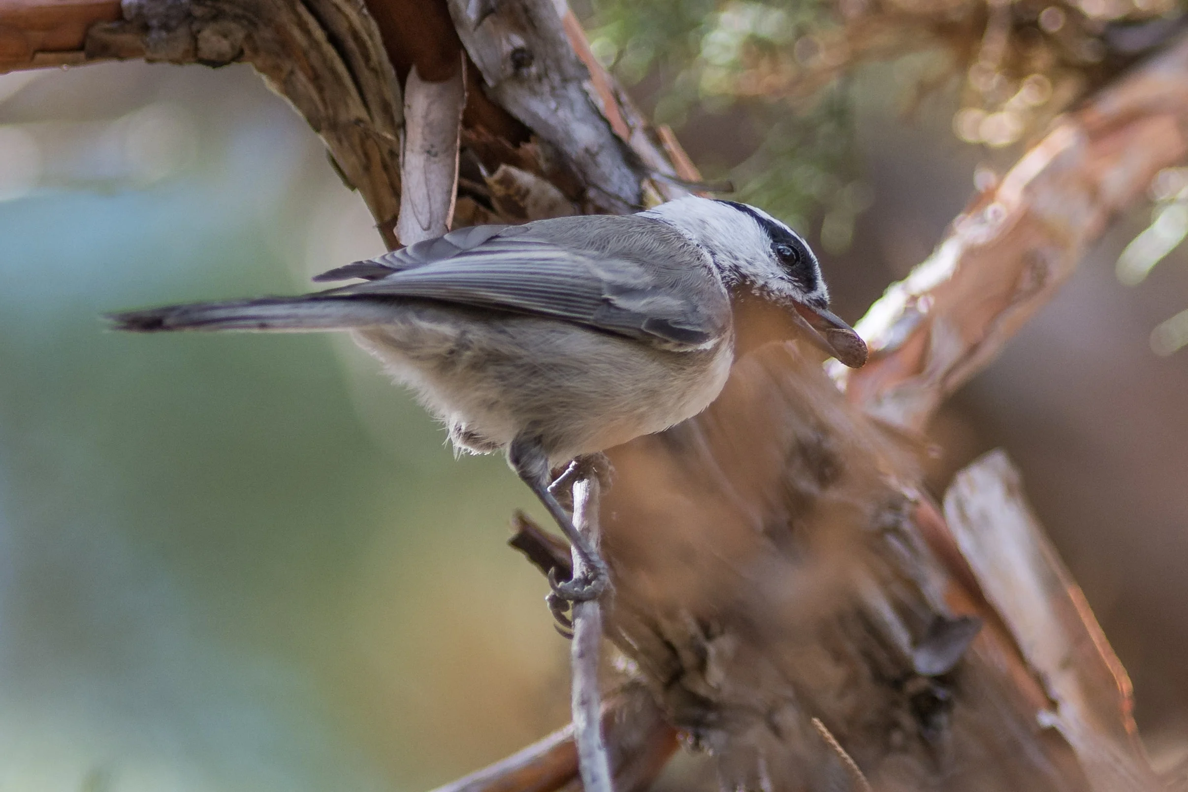 Mountain Chickadee (Poecile gambeli) - Sawyer Park, Deschutes Co. (OR) EQ: D7200, 300mm f/2.8 Taken: 9-30-2016 at 11:19 Settings: 450 mm (35mm eqiv), 1/800s, f/2.8, ISO250, +1/3EV Conditions: Shady/Sunny