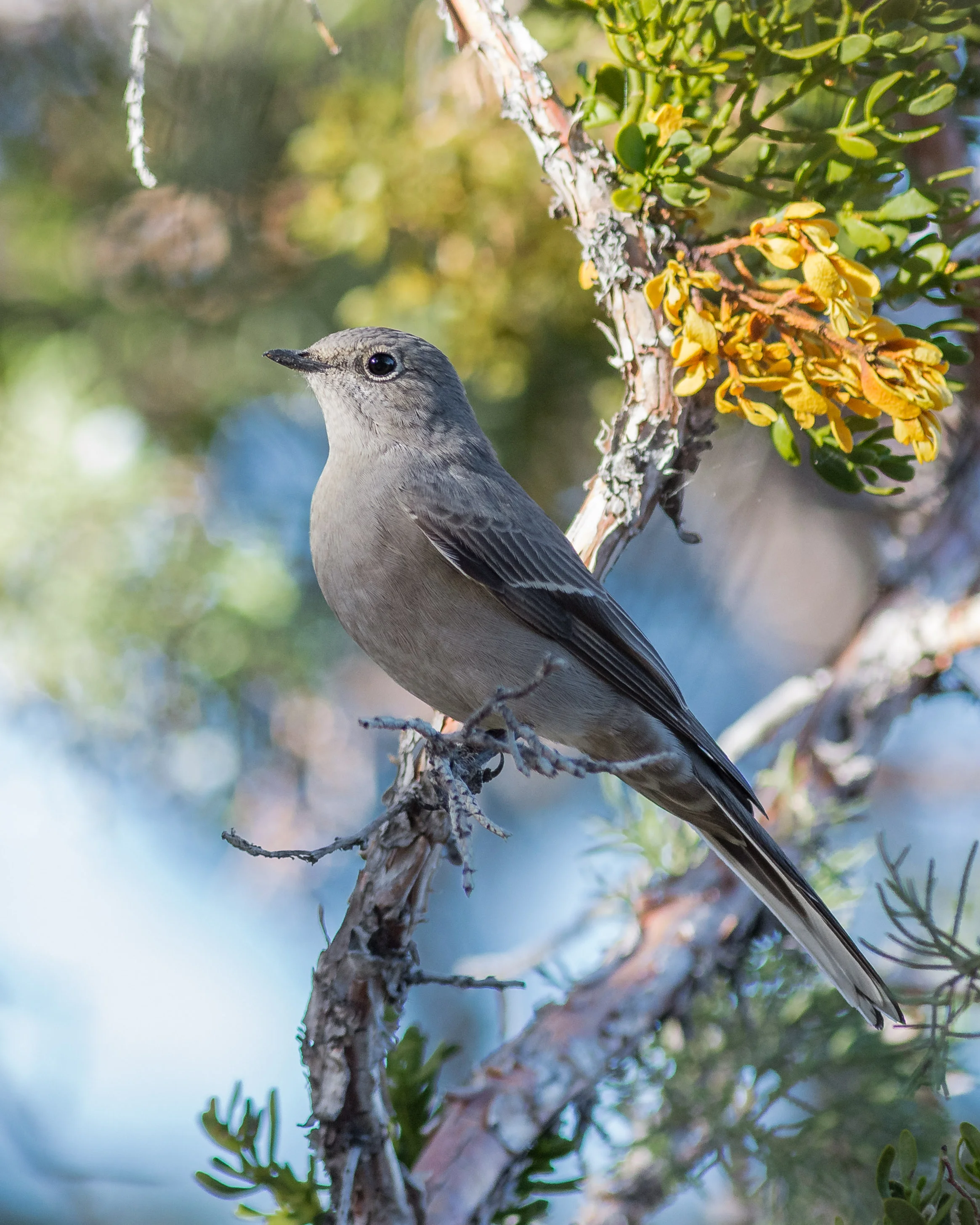 Townsend's Solitaire (Myadestes townsendi) - Lava Beds NM, Siskiyou Co. (CA) EQ: D7200, 300mm f/2.8 Taken: 10-1-2016 at 16:50 Settings: 450 mm (35mm eqiv), 1/1000s, f/3.5, ISO640, +1/3EV Conditions: Shady/Sunny