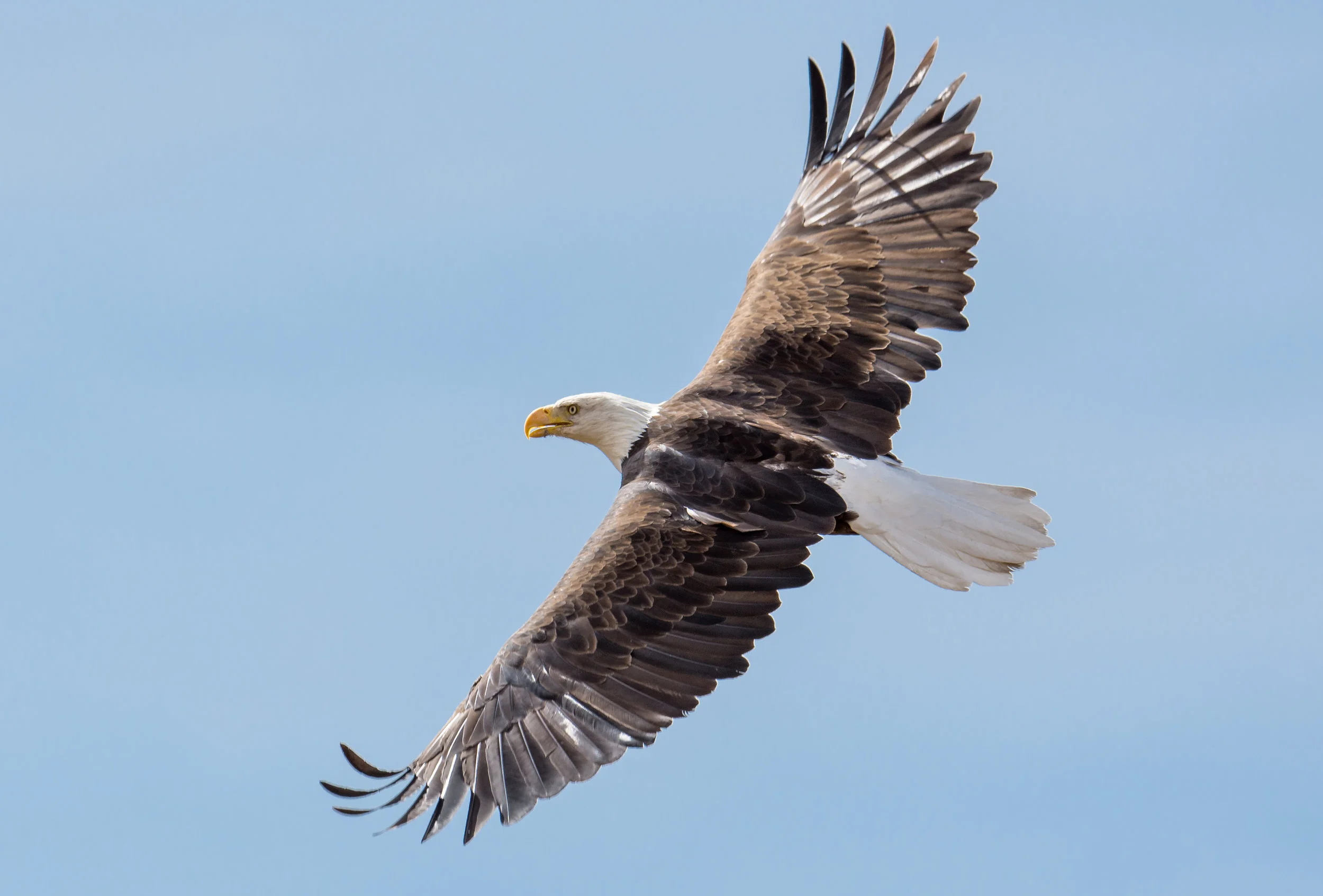 Photo of the Week 42: Bald Eagle (Haliaeetus leucocephalus) - Little Washoe Lake, Washoe Co. (NV) EQ: D7200, 500mm f/4 Taken: 10-13-2016 at 11:32 Settings: 750 mm (35mm eqiv), 1/1600s, f/5.0, ISO100, +1/3EV Conditions: Sunny