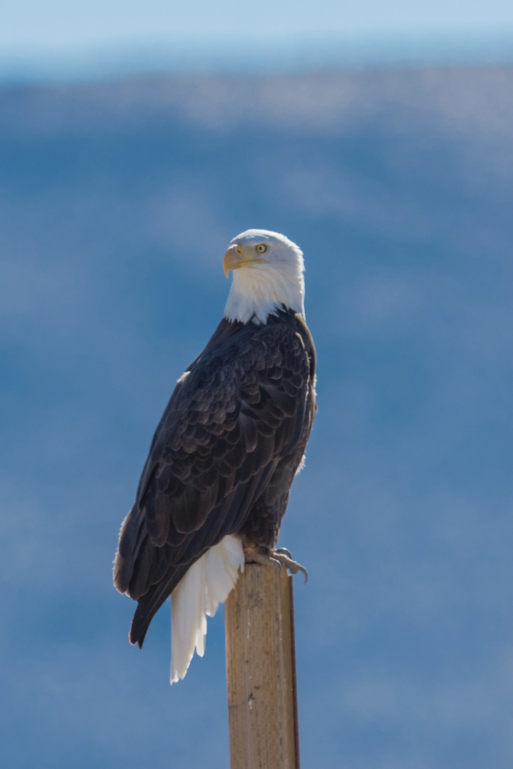 Washoe Lake SP, Taken: 11-9-2016 at 11:37, Sunny EQ: D7200, 500mm f/4 Settings: 750 mm (eqiv), 1/1600s, f/5.6, ISO250, +1/3EV