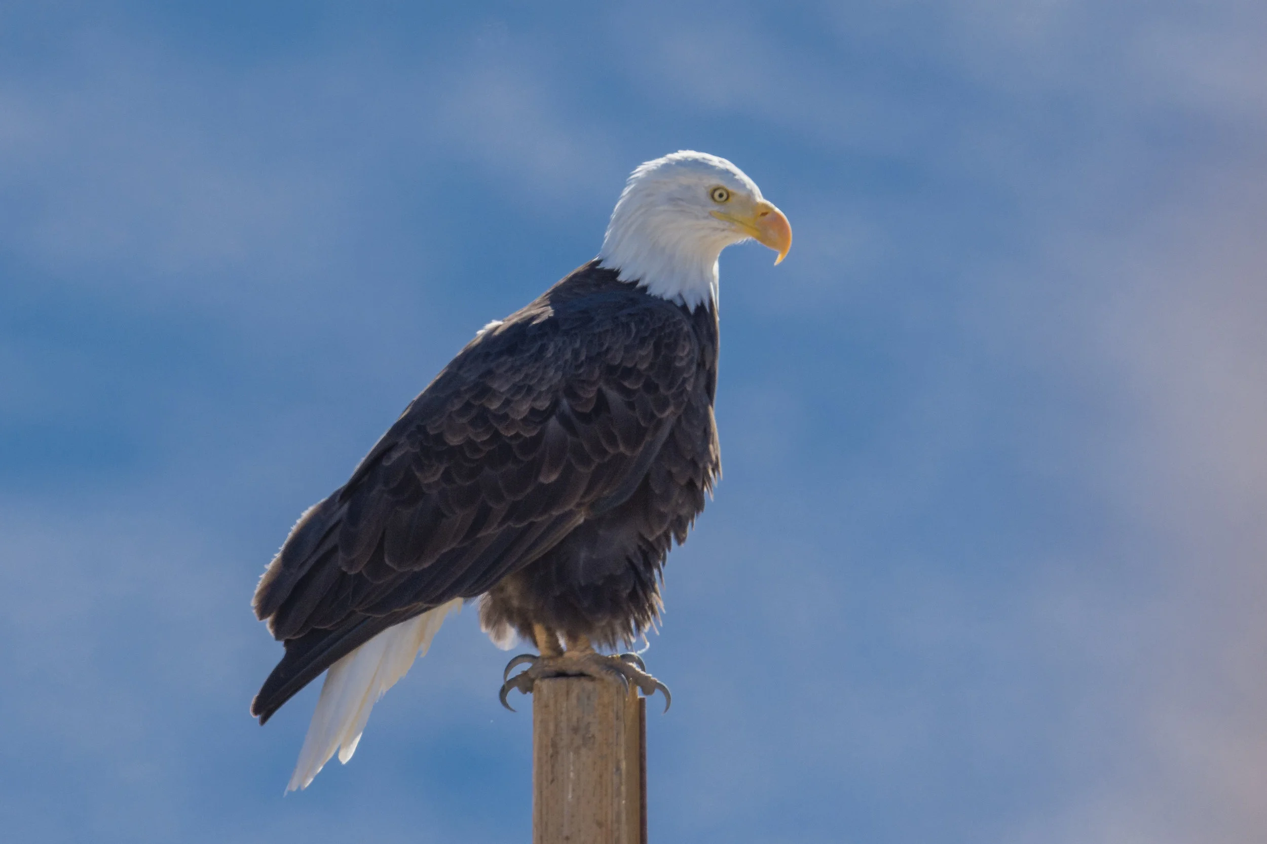 Washoe Lake SP, Taken: 11-9-2016 at 11:38, Sunny EQ: D7200, 500mm f/4 Settings: 750 mm (eqiv), 1/1600s, f/5.6, ISO250, +1/3EV