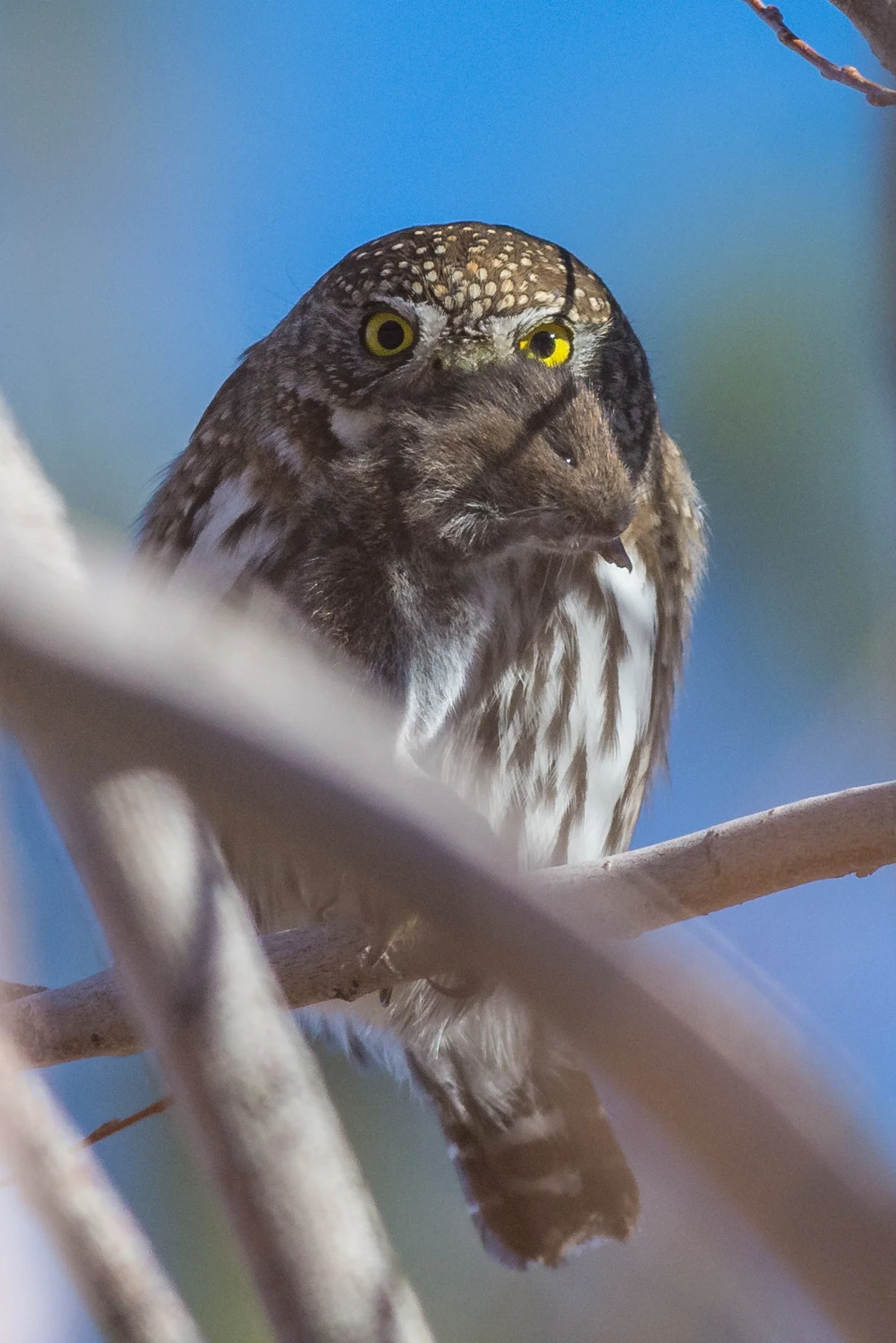 Photo of the Week 43: Northern Pygmy Owl (Glaucidium gnoma) - Davis Creek Co. Park, Washoe Co. (NV) EQ: D7200, 300mm f/2.8 Taken: 12-29-2016 at 15:16 Settings: 450 mm (35mm eqiv), 1/1000s, f/2.8, ISO110, +1/3EV Conditions: Overcast