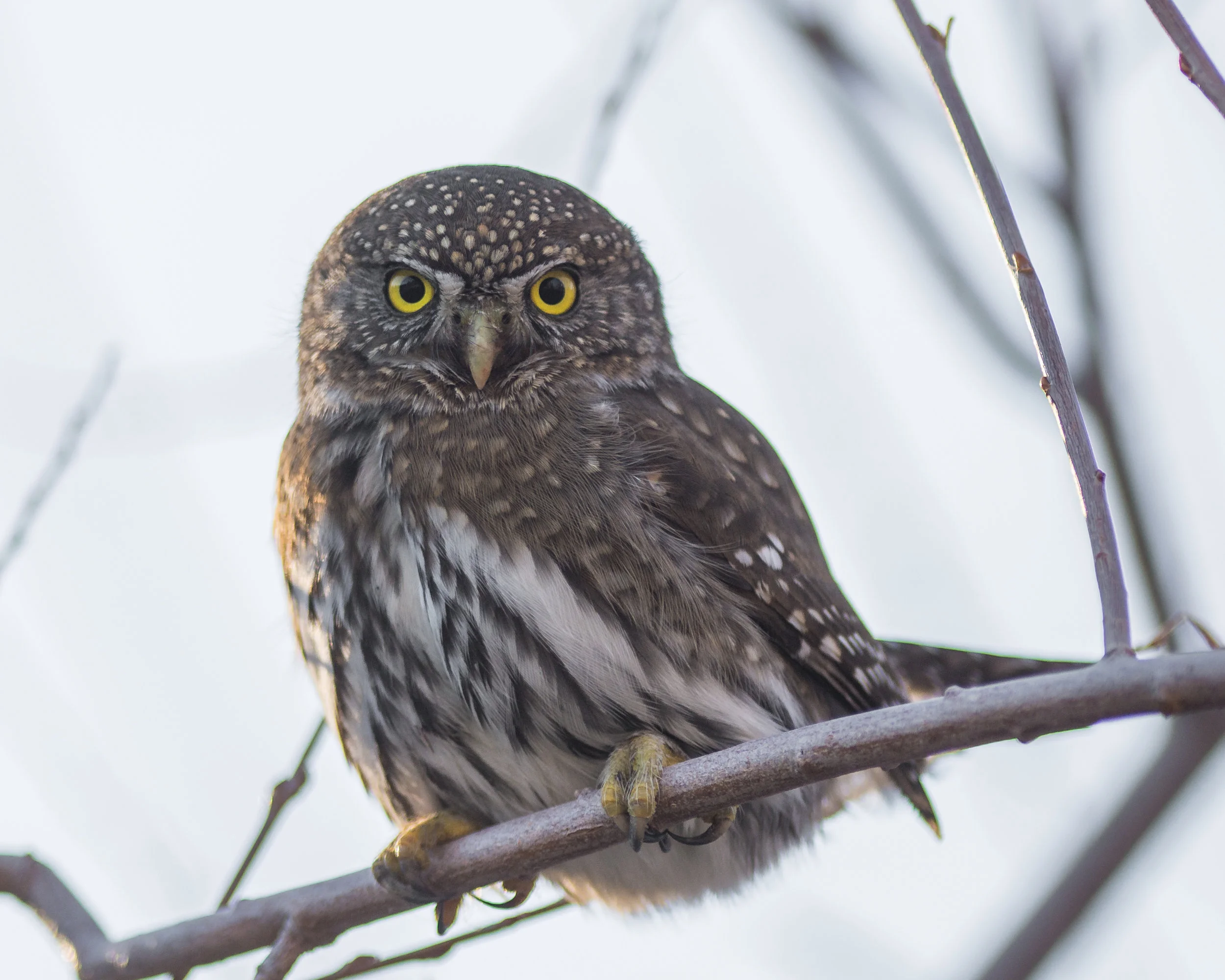 Davis Creek County Park, Taken: 12-29-2016 at 15:57 Settings: 450 mm (eqiv), 1/1000s, f/2.8, ISO110, +1/3EV