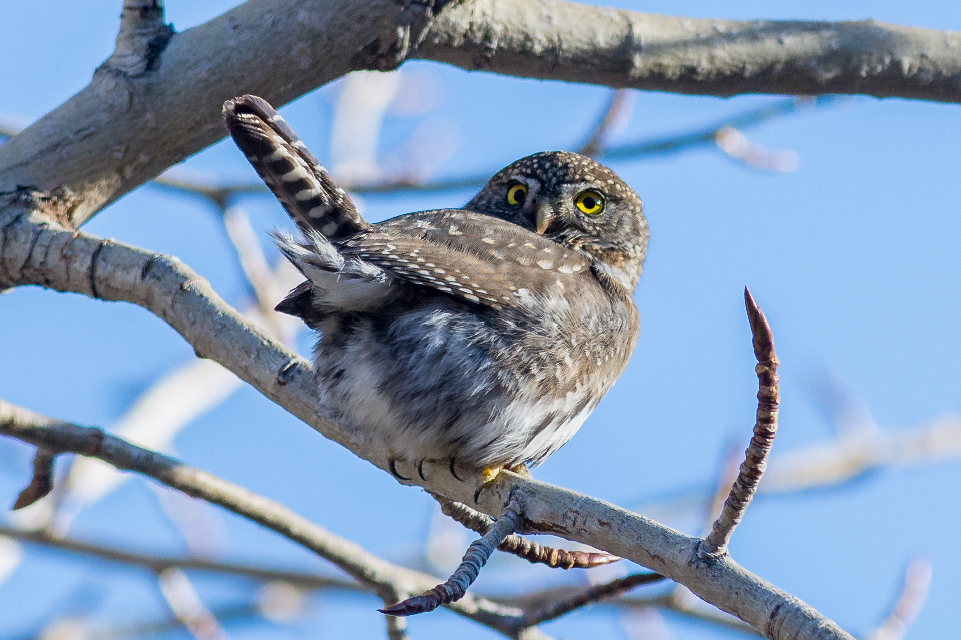 Davis Creek County Park, Taken: 12-29-2016 at 15:54 Settings: 450 mm (eqiv), 1/1250s, f/4.5, ISO320, +1/3EV