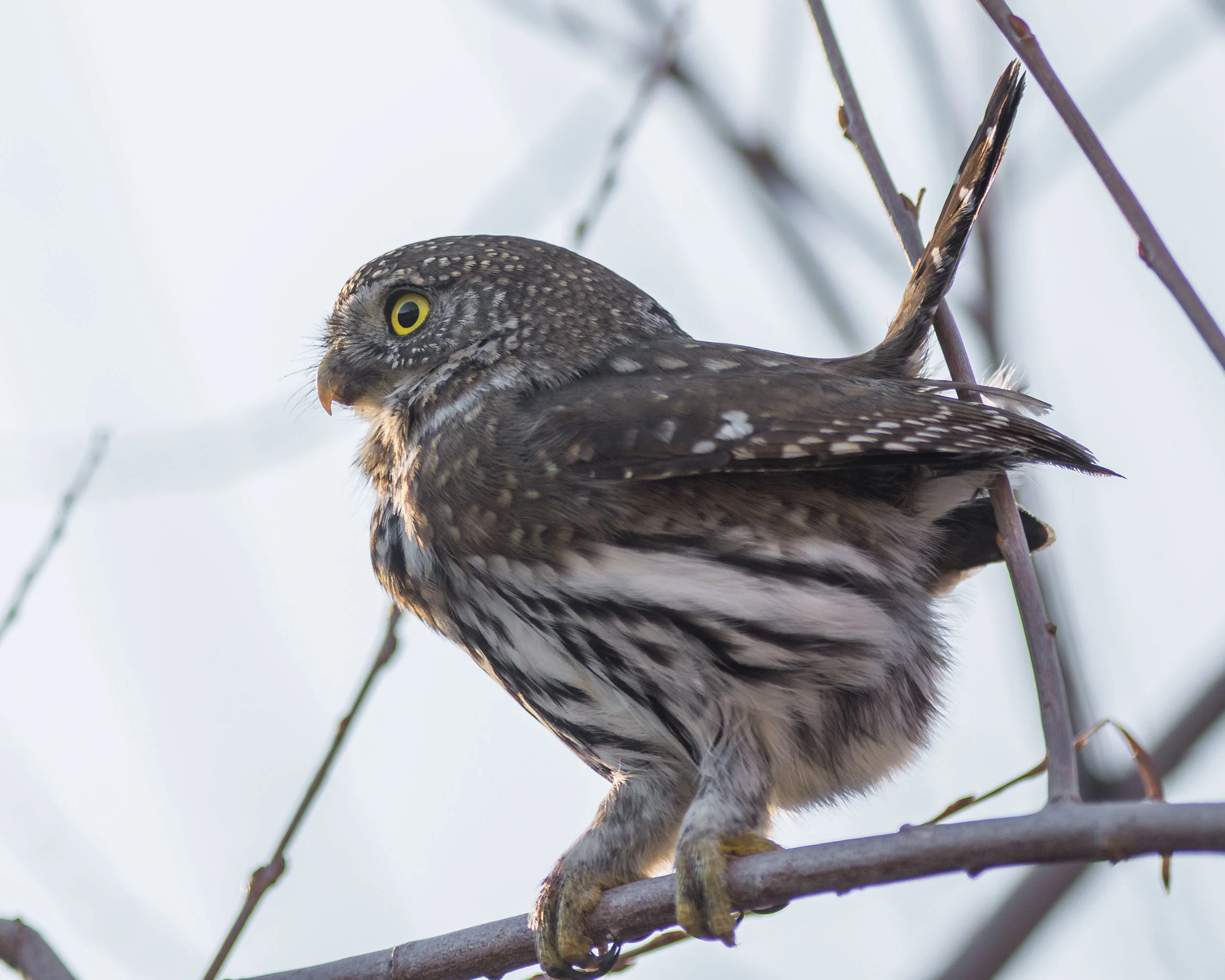 Davis Creek County Park, Taken: 12-29-2016 at 15:57 Settings: 450 mm (eqiv), 1/1000s, f/2.8, ISO100, +1/3EV