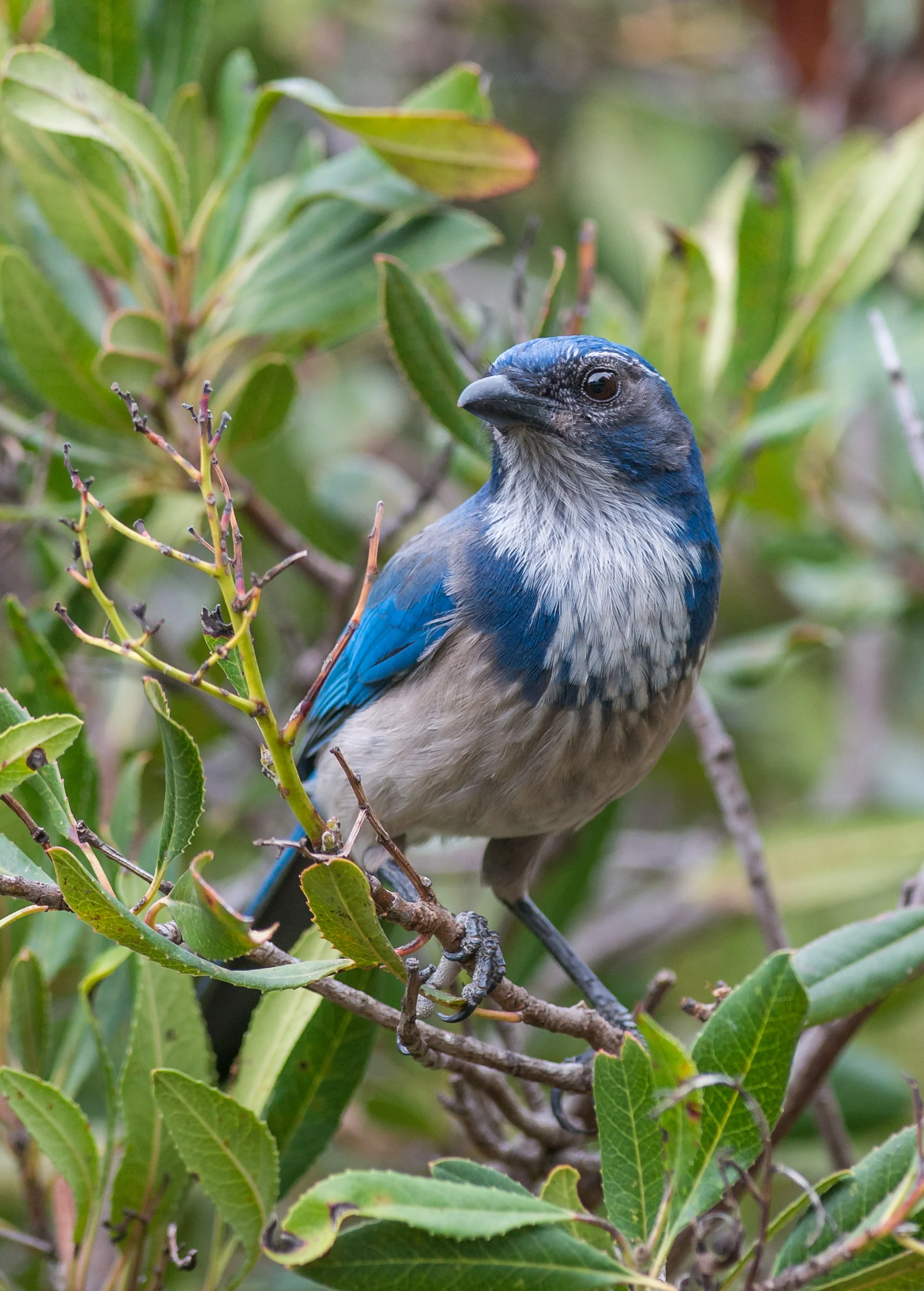 Photo of the Week 44: California Scrub Jay (Aphelocoma californica) - Boulder Creek, SCZ (CA) EQ: D800, 300mm f/2.8 Taken: 10-17-2015 at 11:25 Settings: 300 mm (35mm eqiv), 1/800s, f/4.0, ISO320, +1/3EV Conditions: Overcast