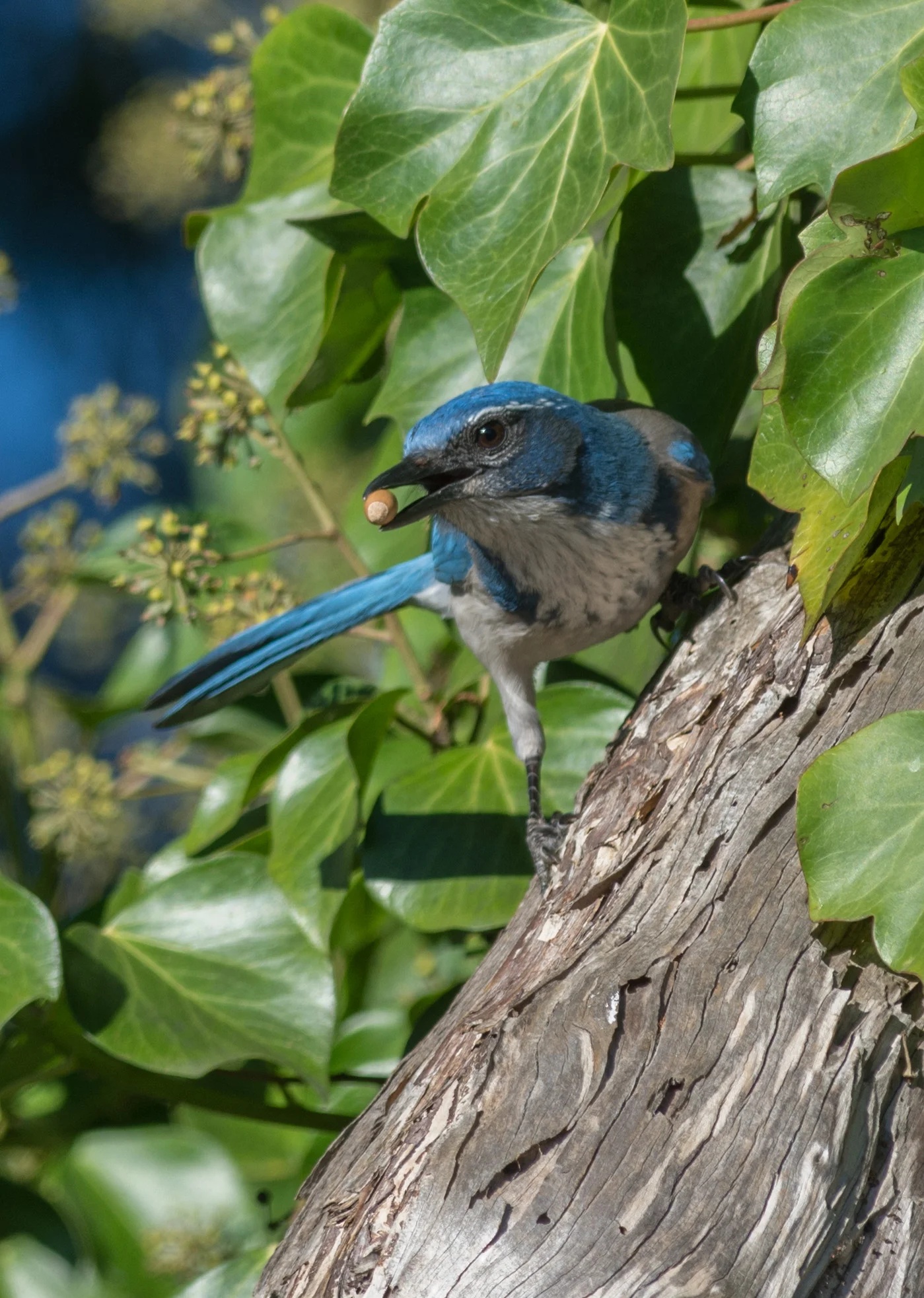California Scrub Jay (Aphelocoma californica) - Arana Gulch, SCZ (CA) EQ: D7200, 300mm f/2.8 Taken: 11-12-2015 at 9:47 Settings: 450 mm (35mm eqiv), 1/640s, f/5.0, ISO250, +1/3EV Conditions: Sunny/shade
