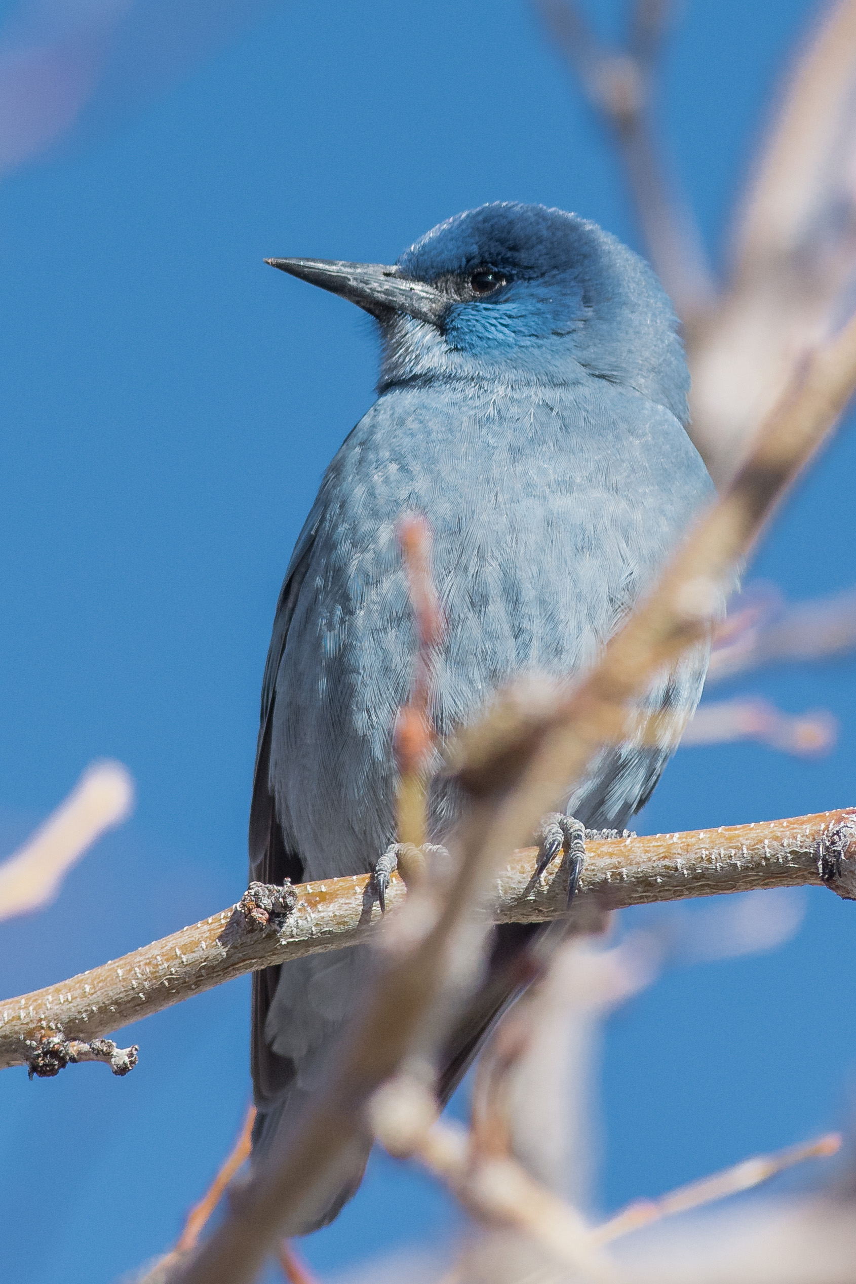 Pinyon Jay (Gymnorhinus cyanocephalus) - Carson City CBC Area 2a, LYO (NV) EQ: D7200, 300mm f/2.8 Taken: 12-18-2016 at 12:19 Settings: 450 mm (35mm eqiv), 1/3200s, f/4.5, ISO640, +1/3EV Conditions: Sunny