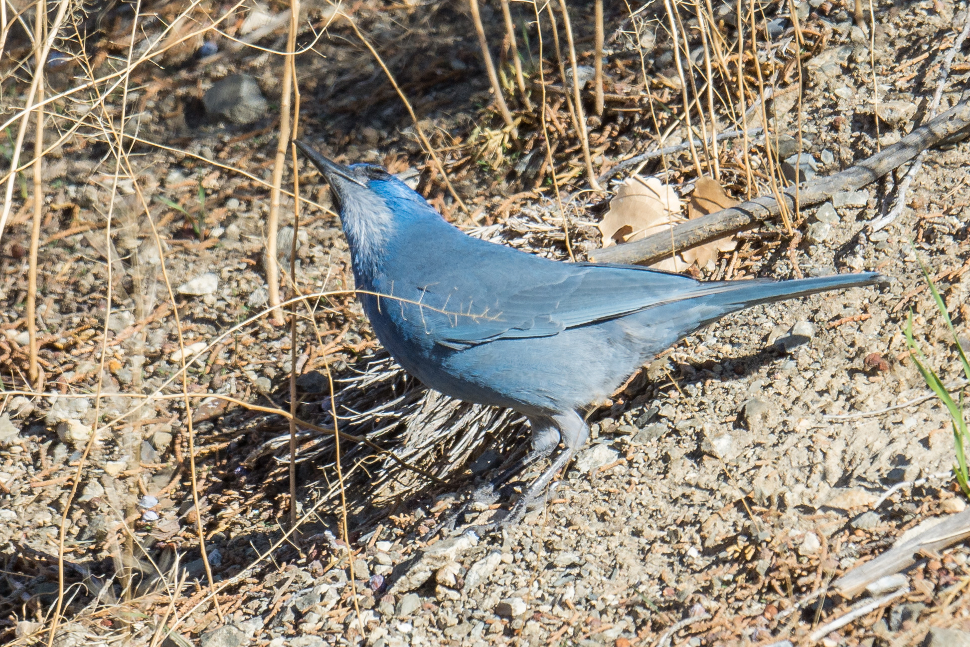 Pinyon Jay (Gymnorhinus cyanocephalus) - Silver Saddle Ranch, CAR (NV) EQ: D7200, 500mm f/4.0 Taken: 11-10-2016 at 10:46 Settings: 750 mm (35mm eqiv), 1/1250s, f/5.6, ISO250, +1/3EV Conditions: Sunny