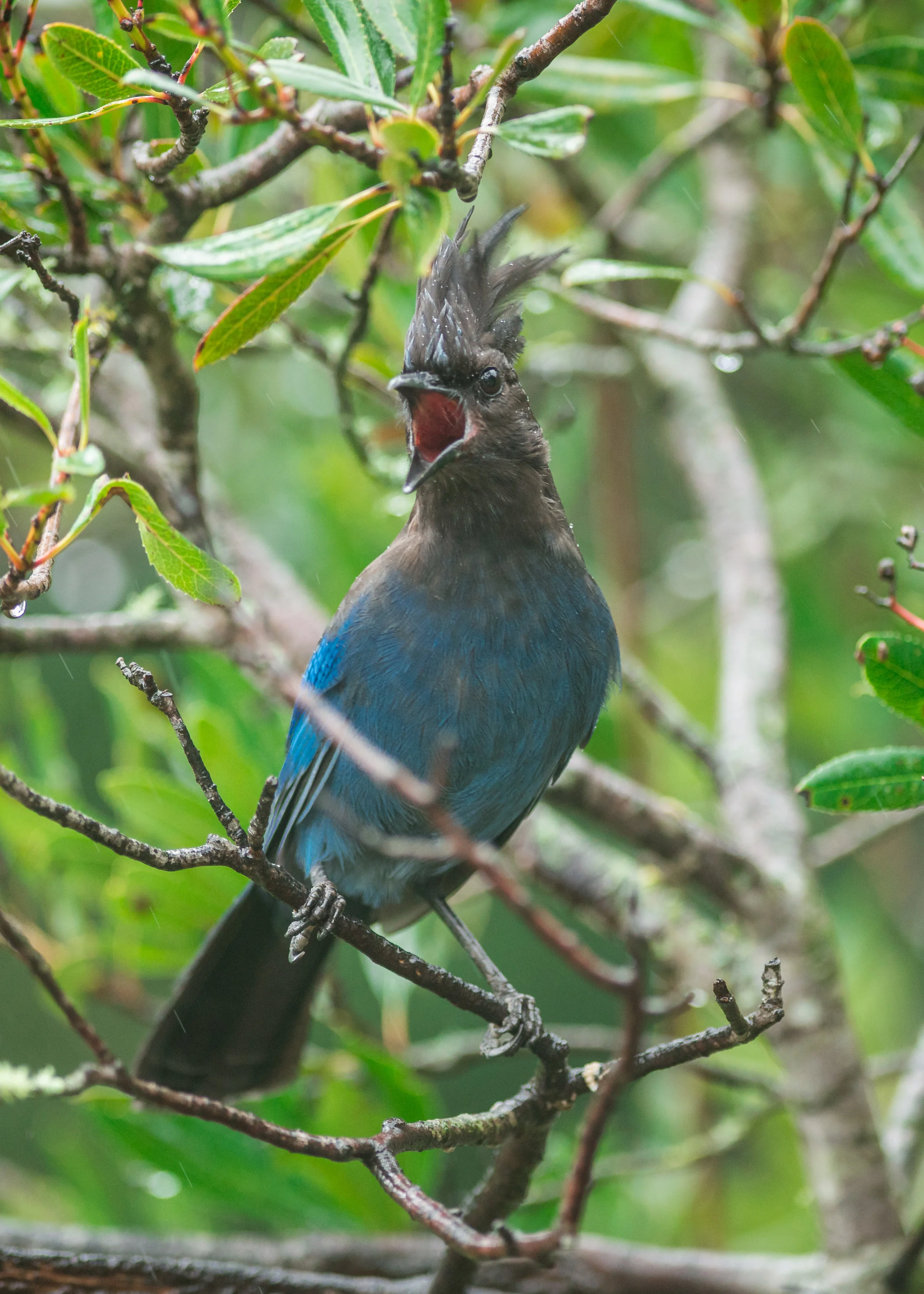 Steller's Jay (Cyanocitta stelleri) - Boulder Creek, SCZ (CA) EQ: D800, 300mm f/2.8 Taken: 1-22-2016 at 13:59 Settings: 300 mm (35mm eqiv), 1/400s, f/2.8, ISO1100, +1/3EV Conditions: Rain