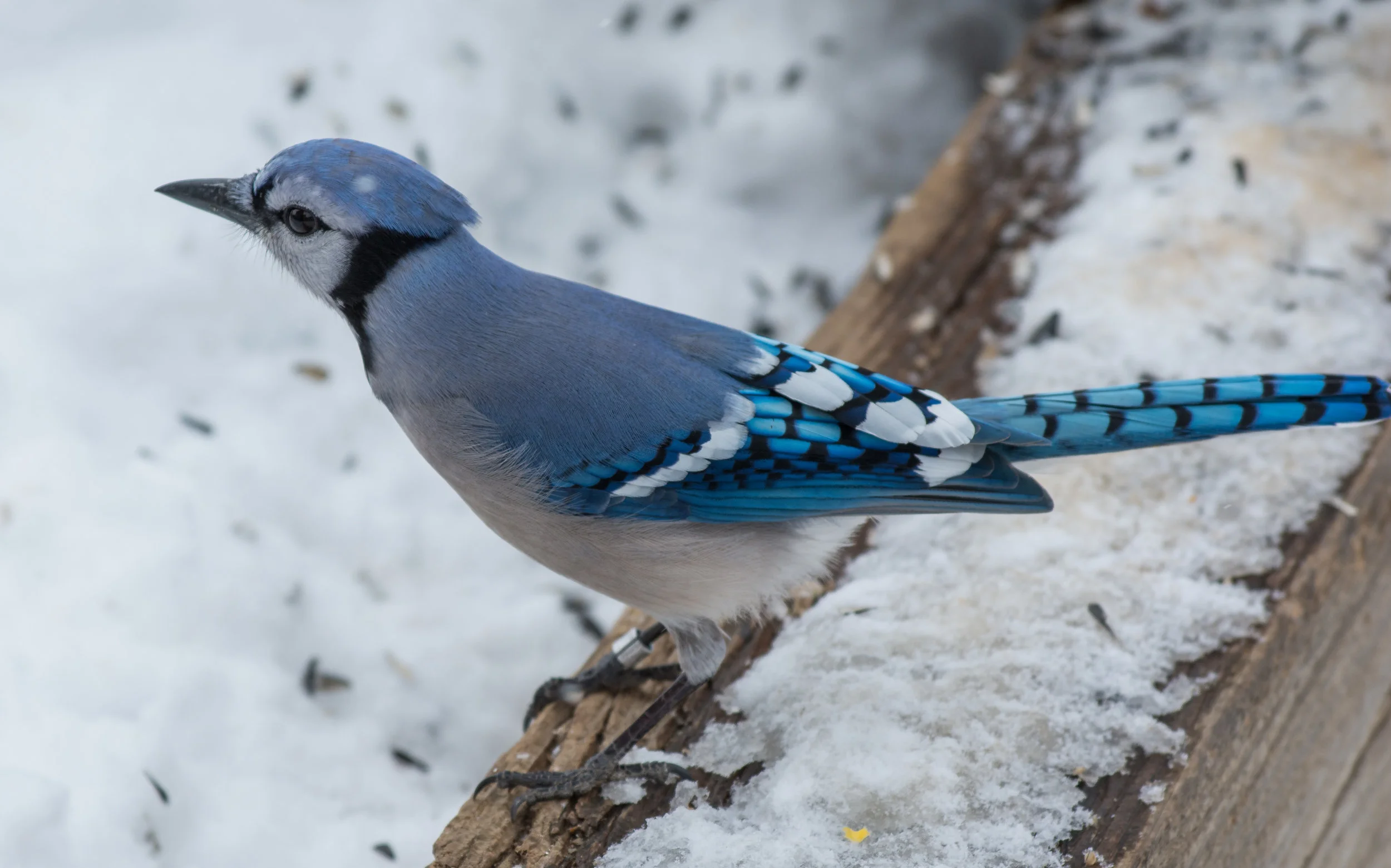Blue Jay (Cyanocitta cristata) - Barr Lake SP, Adams Co. (CO) EQ: D7100, 70-200mm f/4.0 Taken: 2-26-2015 at 12:35 Settings: 300 mm (35mm eqiv), 1/500s, f/5.6, ISO100, +2/3EV Conditions: Snow
