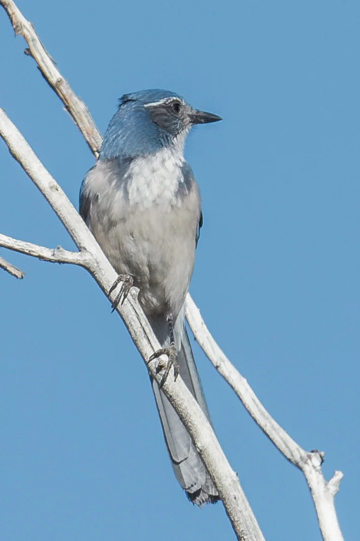 Woodhouse’s Scrub-Jay (Aphelocoma woodhouseii), Jumbo Grade, WAS (NV) EQ: D7200, 500mm f/4.0 Taken: 10-5-2016 at 9:43 Settings: 750 mm (35mm eqiv), 1/1600s, f/5.0, ISO320, +1/3EV Conditions: Sunny