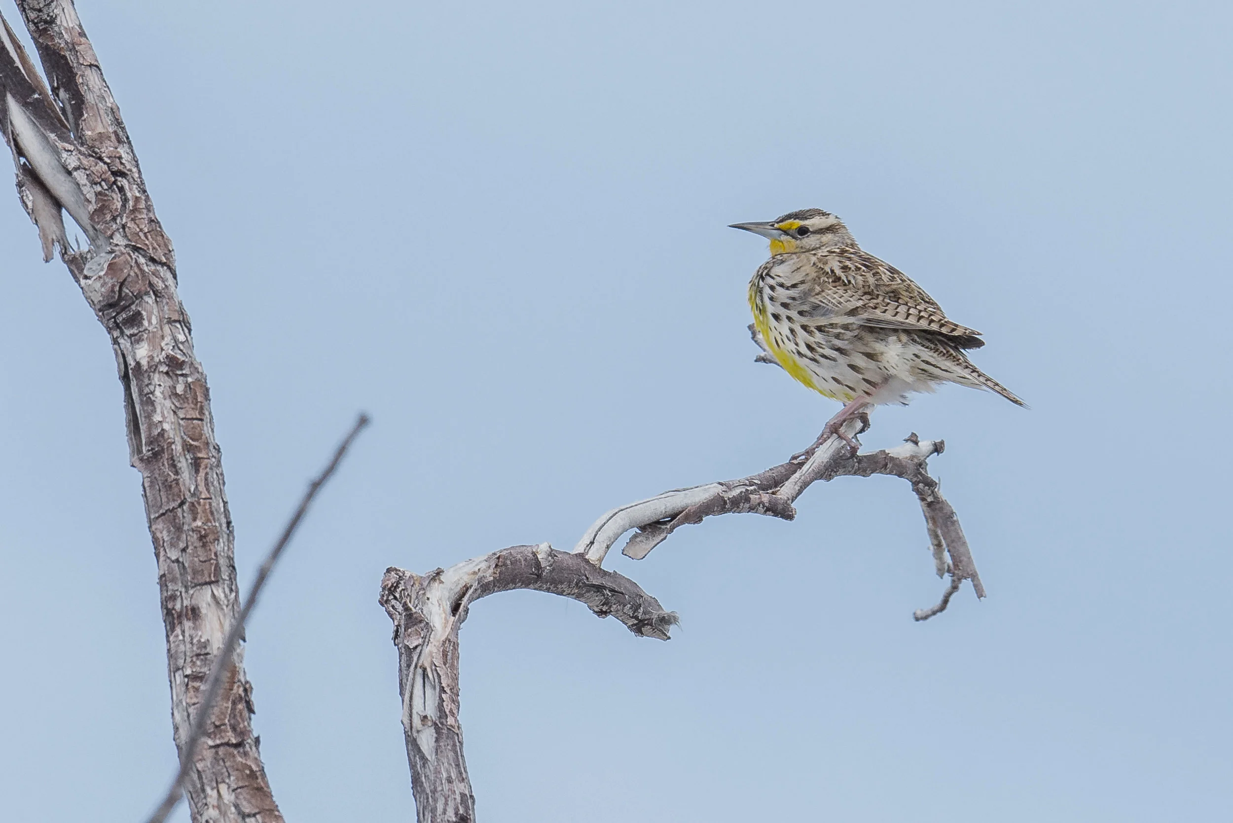 Photo Week 46: Western Meadowlark (Sturnella neglecta) EQ: D7200, 500mm f/4.0 Taken: 3-7-2017 at 12:21 Settings: 750 mm (35mm eqiv), 1/1600s, f/5.6, ISO320, +1/3EV Conditions: Overcast