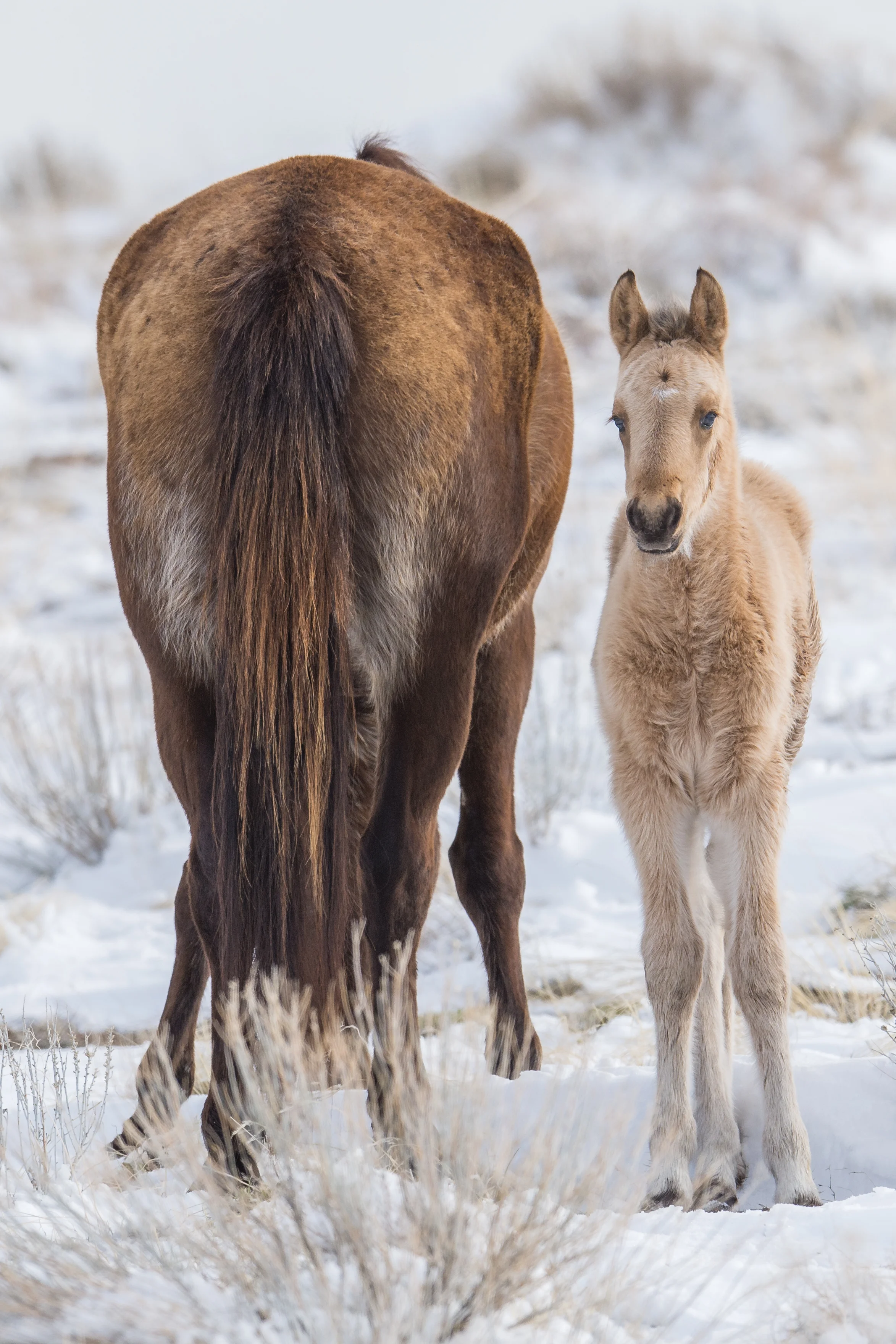 MUstang Colt