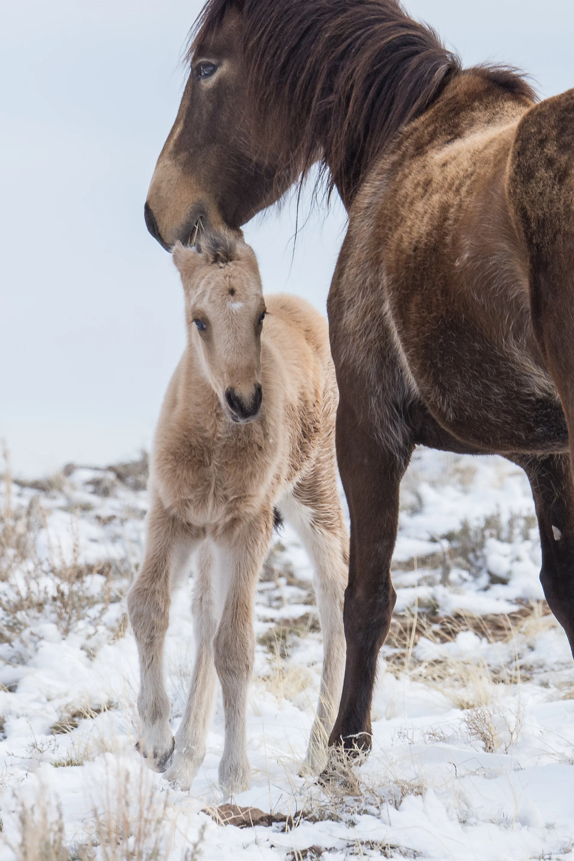 Mustang Colt with Mom