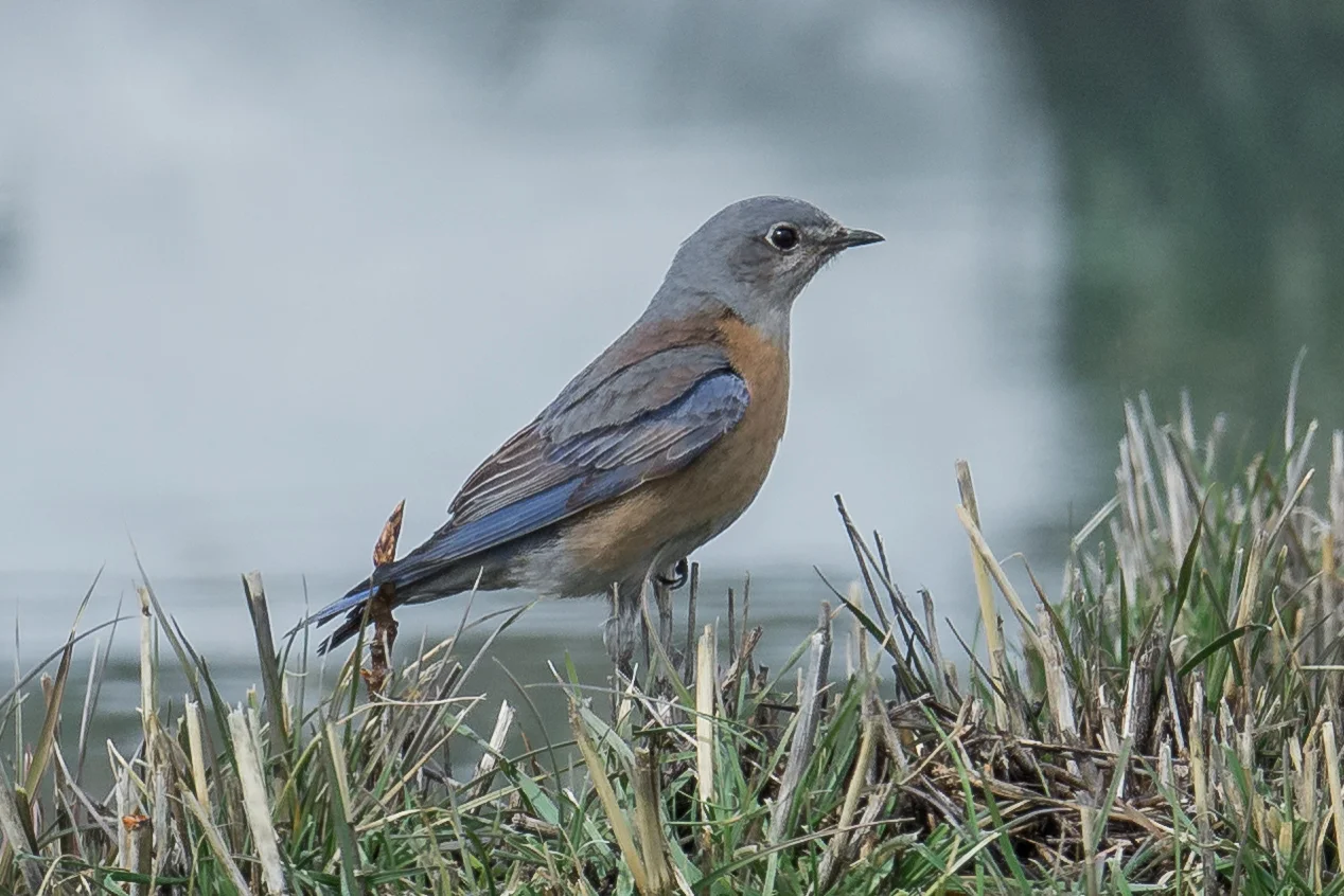 Western Bluebird