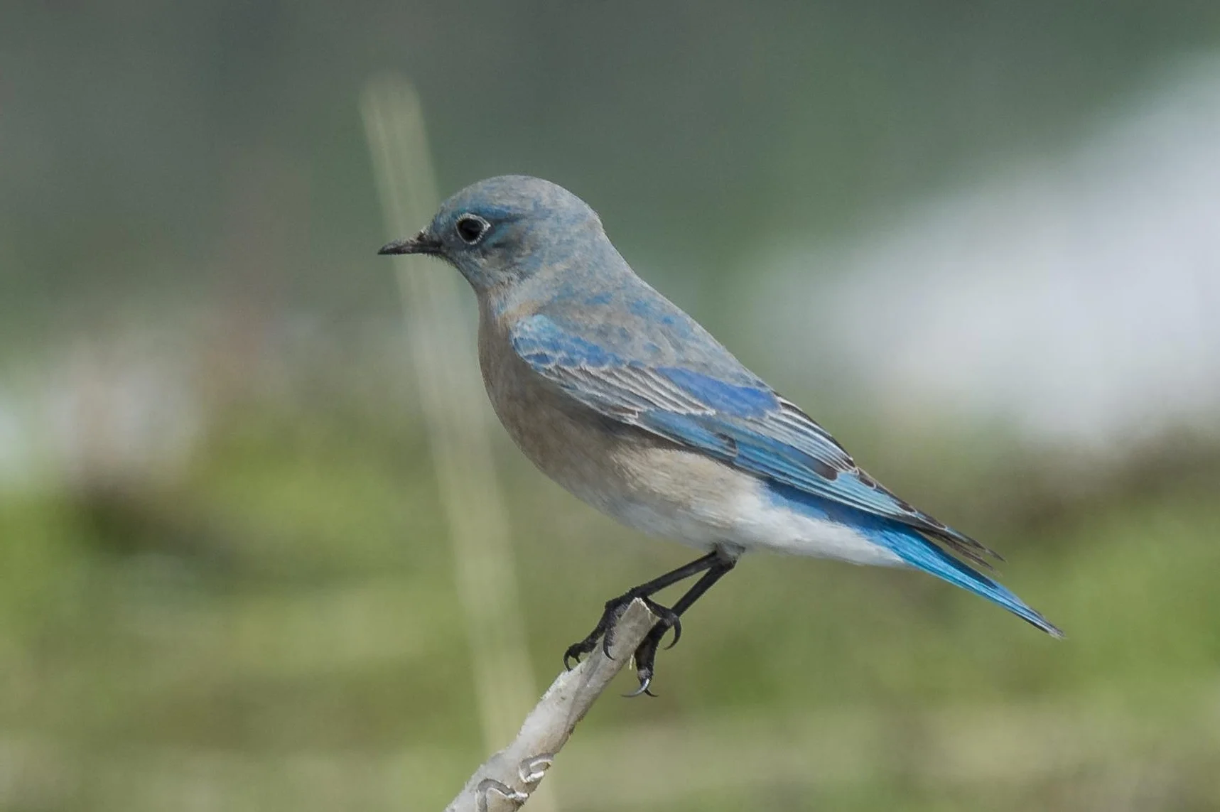 Moutain Bluebird