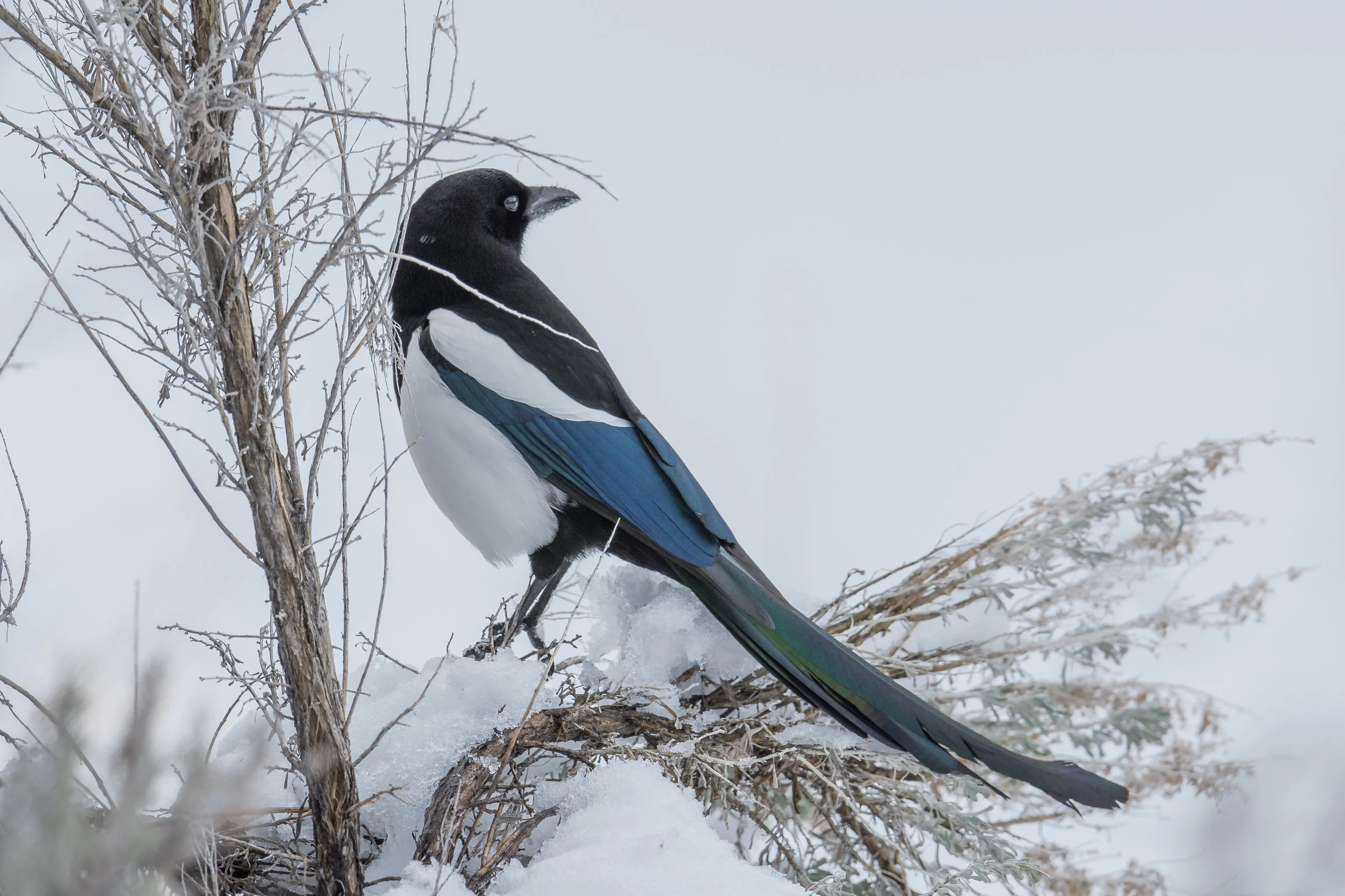 Black-billed Magpie