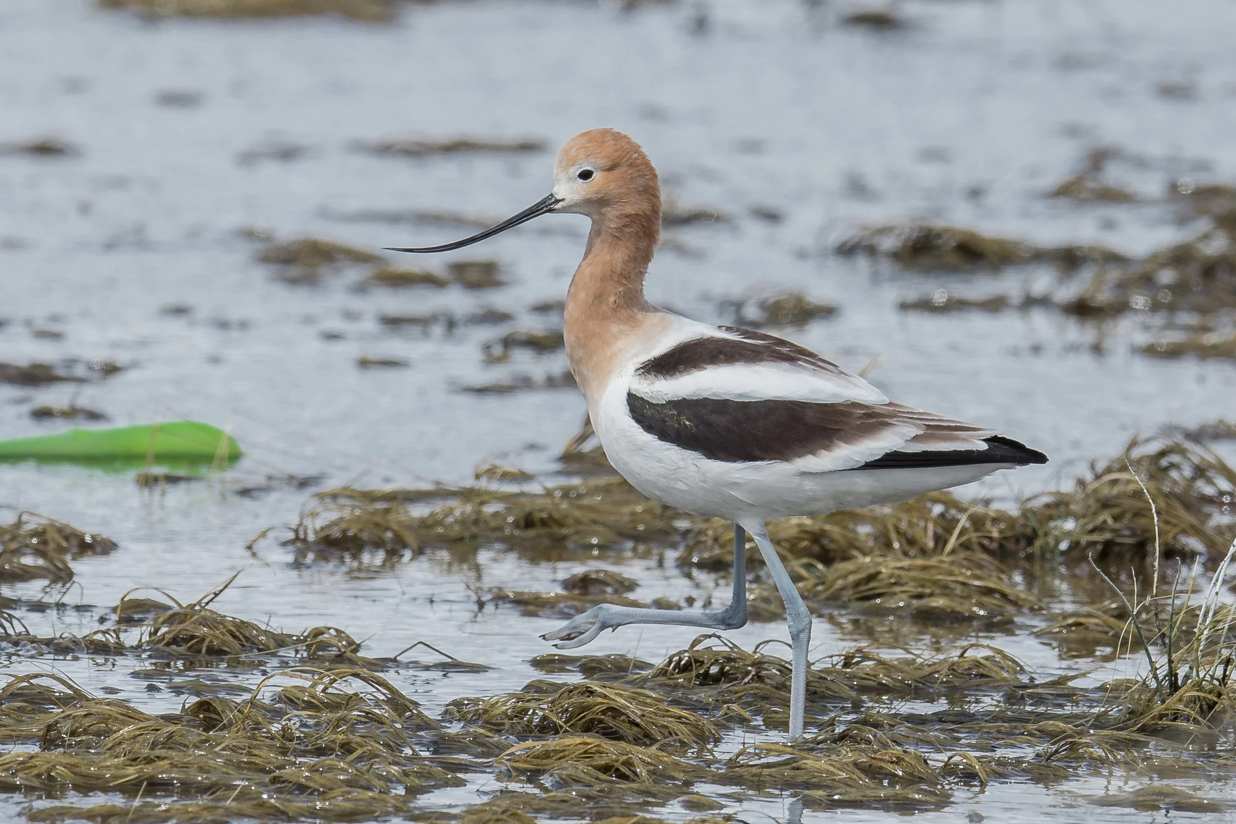 America Avocet