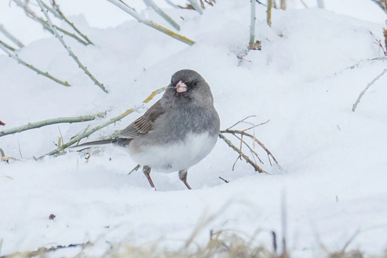 Dark-eyed Junco, Slate-colored