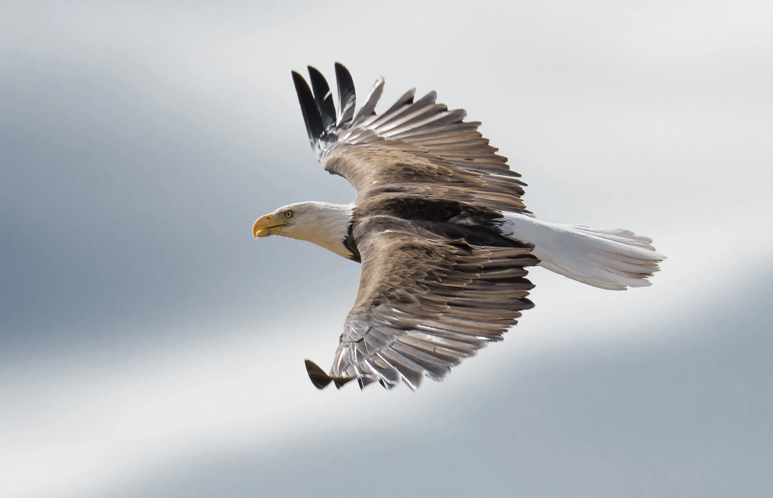 Bald Eagle (Haliaeetus leucocephalus) at Little Washoe Lake, WAS (NV)
