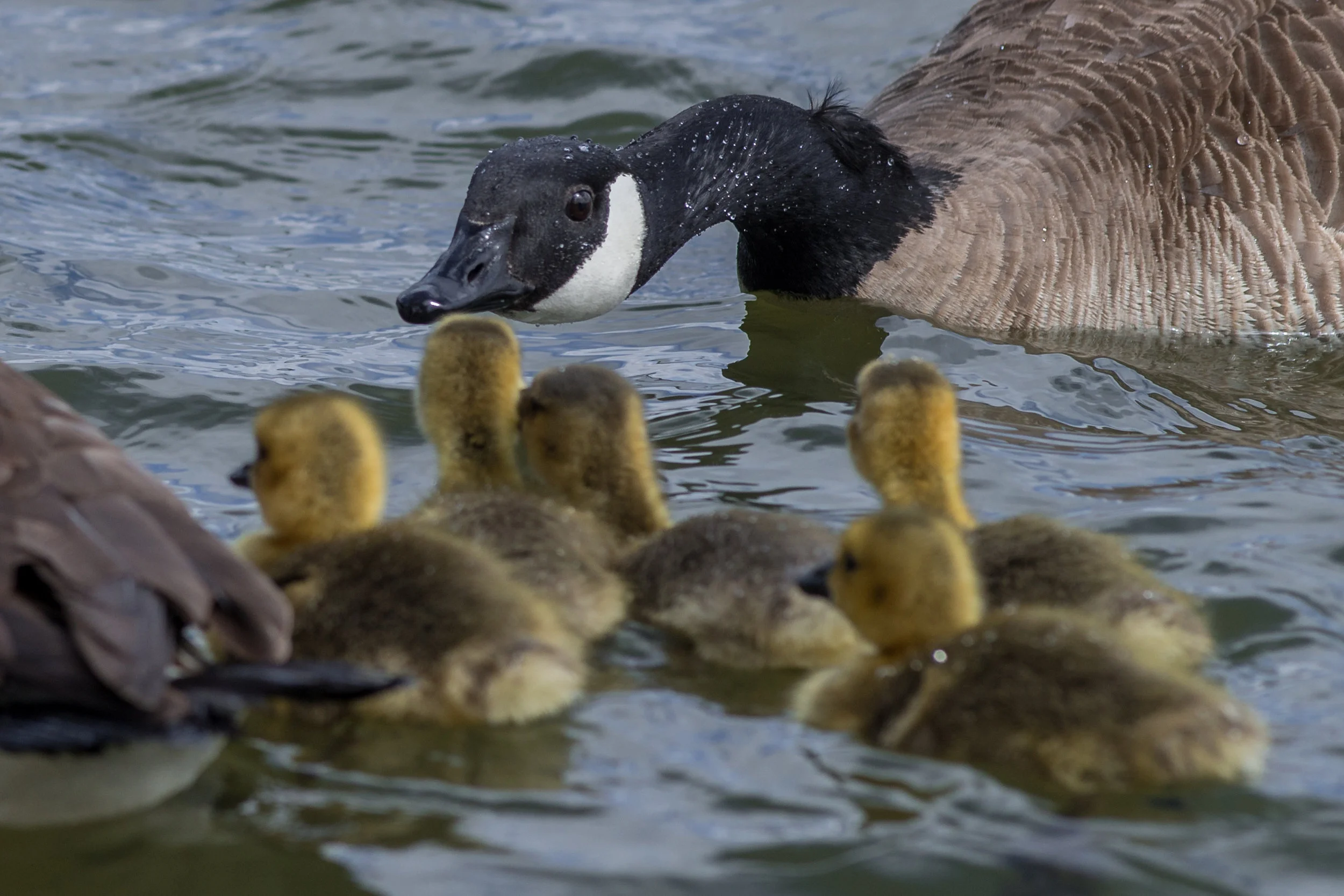 Protect the Young, Virginia Lake, WAS (NV)