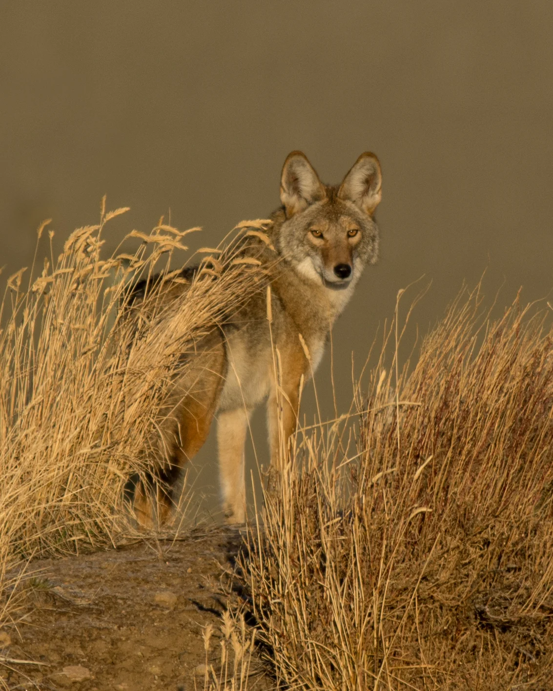 Coyote in morning light, WAS (NV)