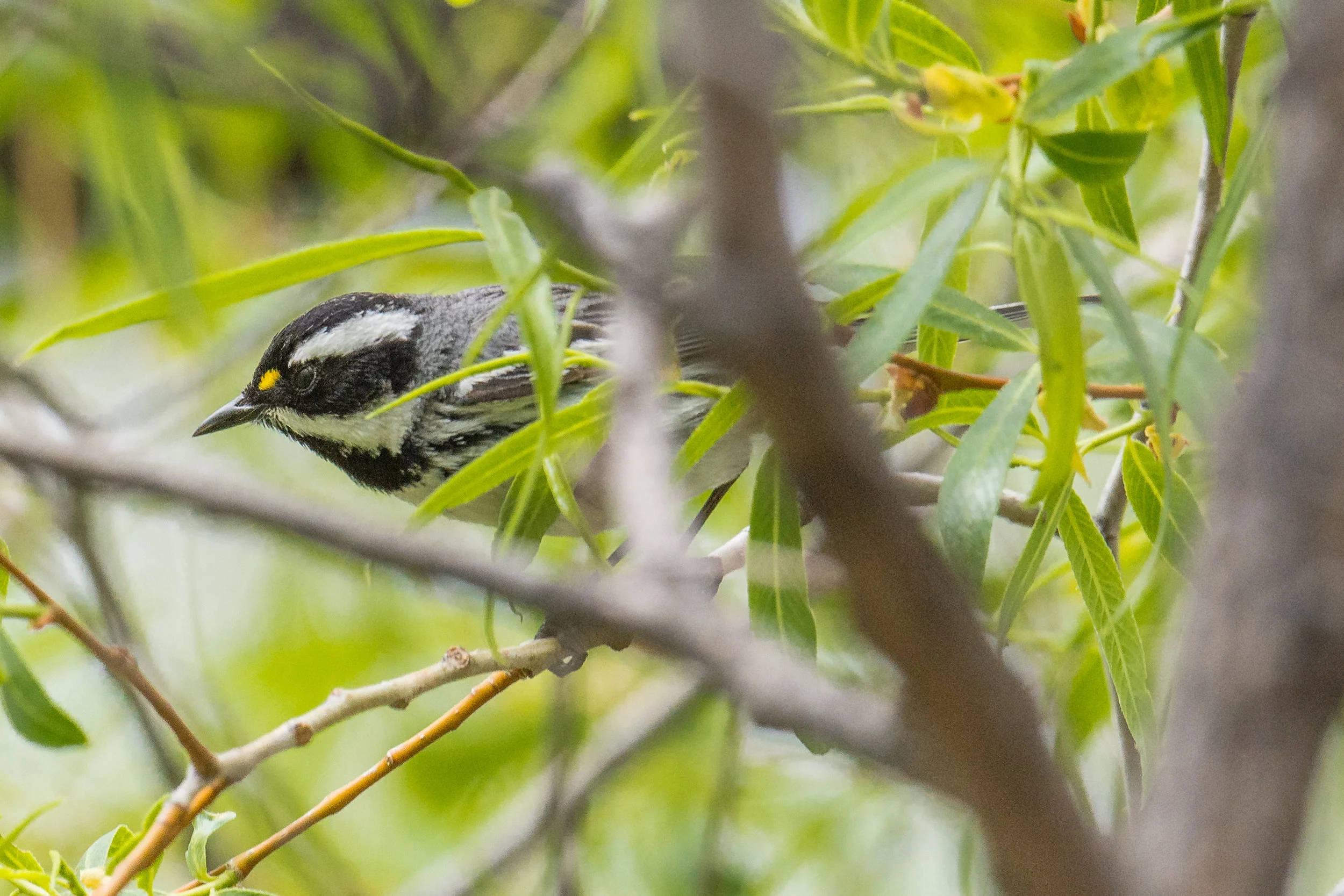 Black-throated Gray Warbler (Setophaga nigrescens) ettings: 750 mm (35mm eqiv), 1/1250s, f/5.6, ISO500, +1/3EV
