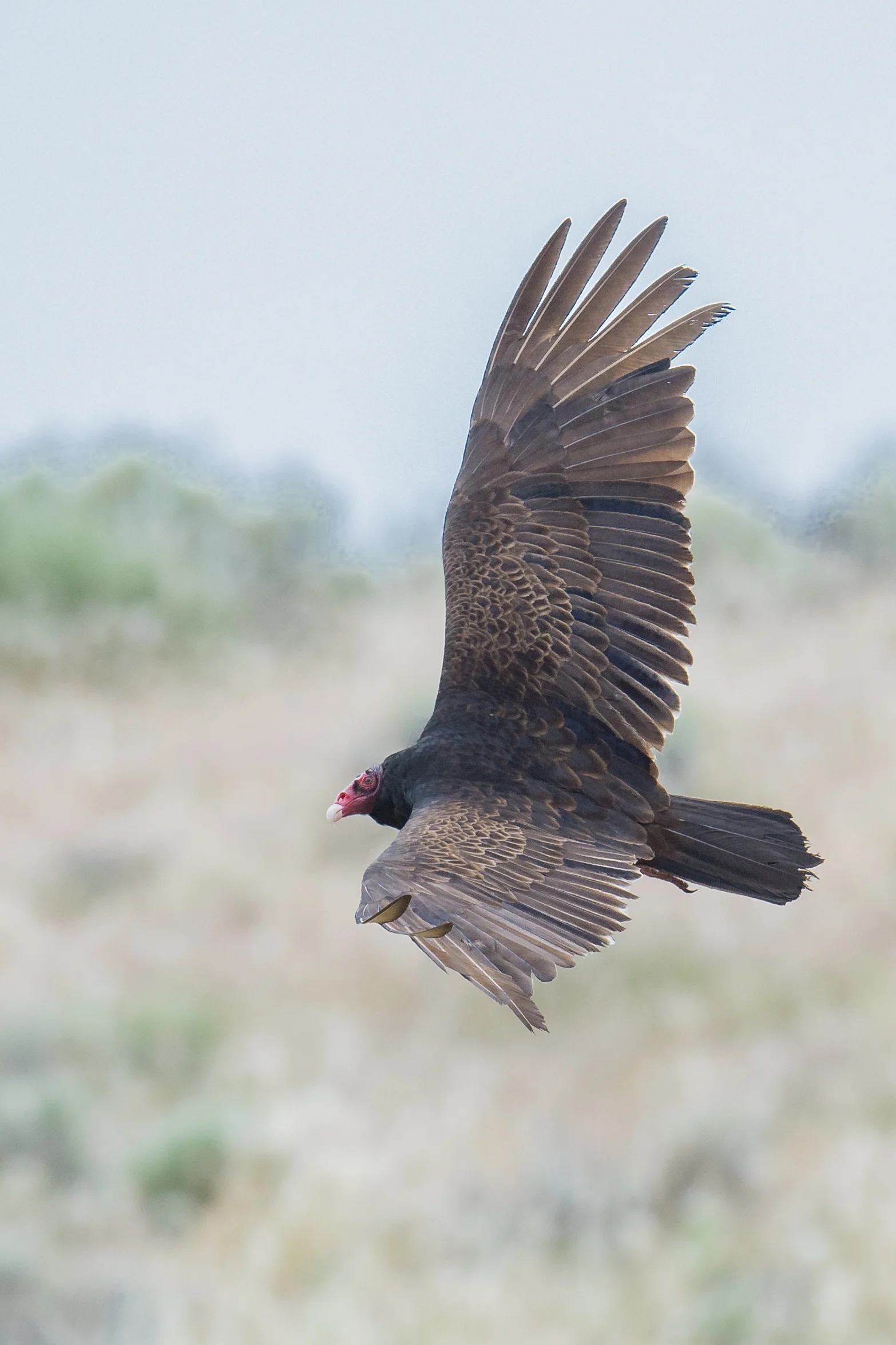 Turkey Vulture (Cathartes aura) Settings: 750 mm (35mm eqiv), 1/1250s, f/4.5, ISO500, +1/3EV